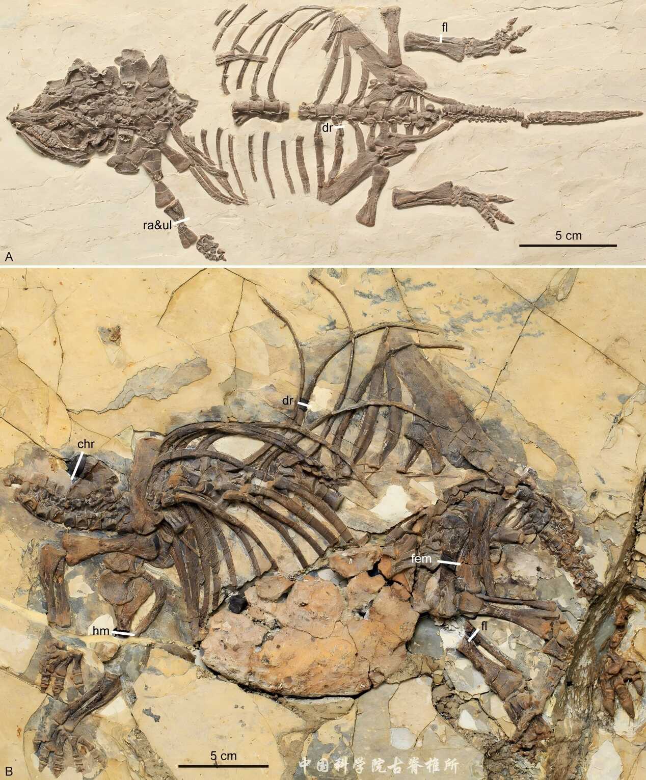 骨组织学研究显示奇异辽宁龙是目前已知最年幼的甲龙类
