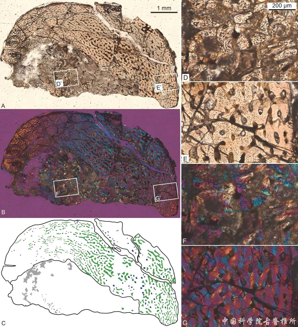 骨组织学研究显示奇异辽宁龙是目前已知最年幼的甲龙类