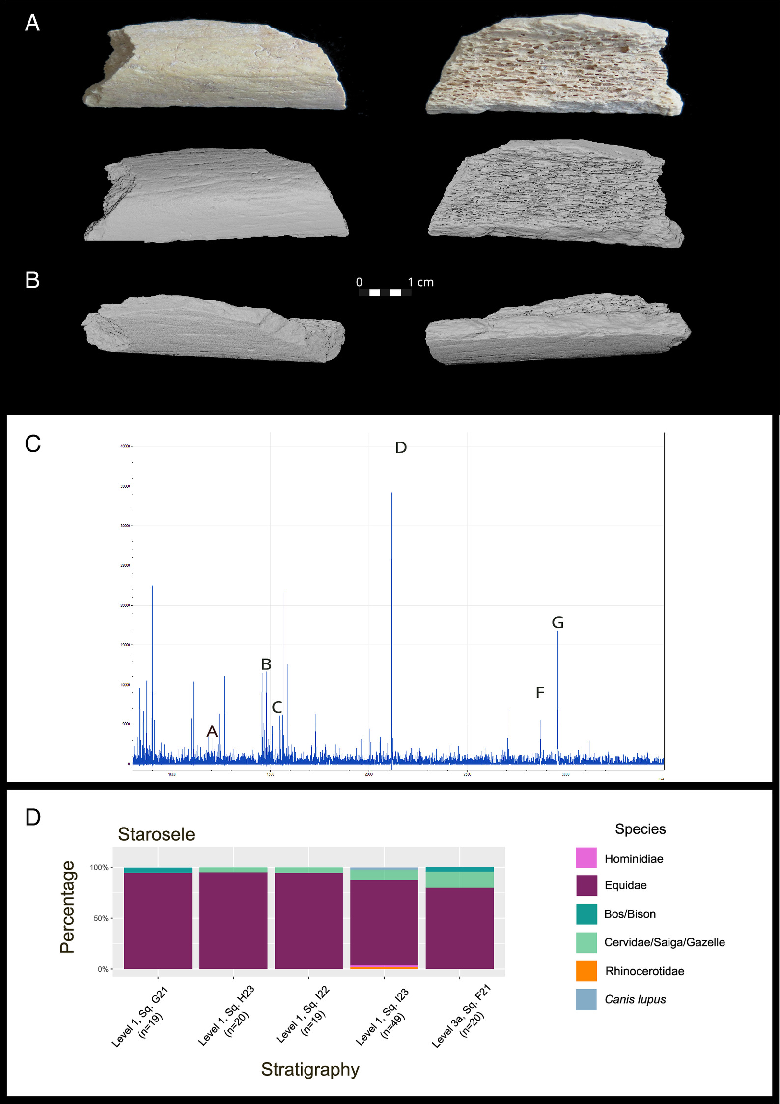 ԿǵDNA֤ݽʾᰲ޵Ǩ