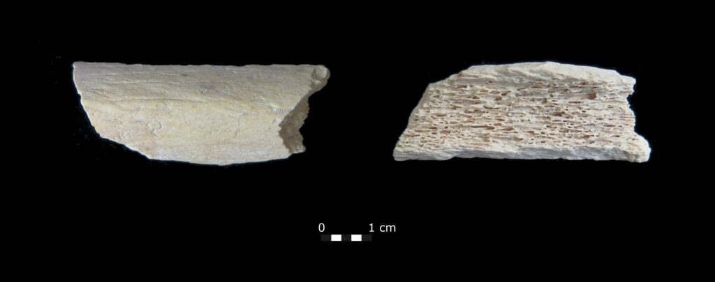 45,000年前的骨头显示尼安德特人在消失前穿越了大陆