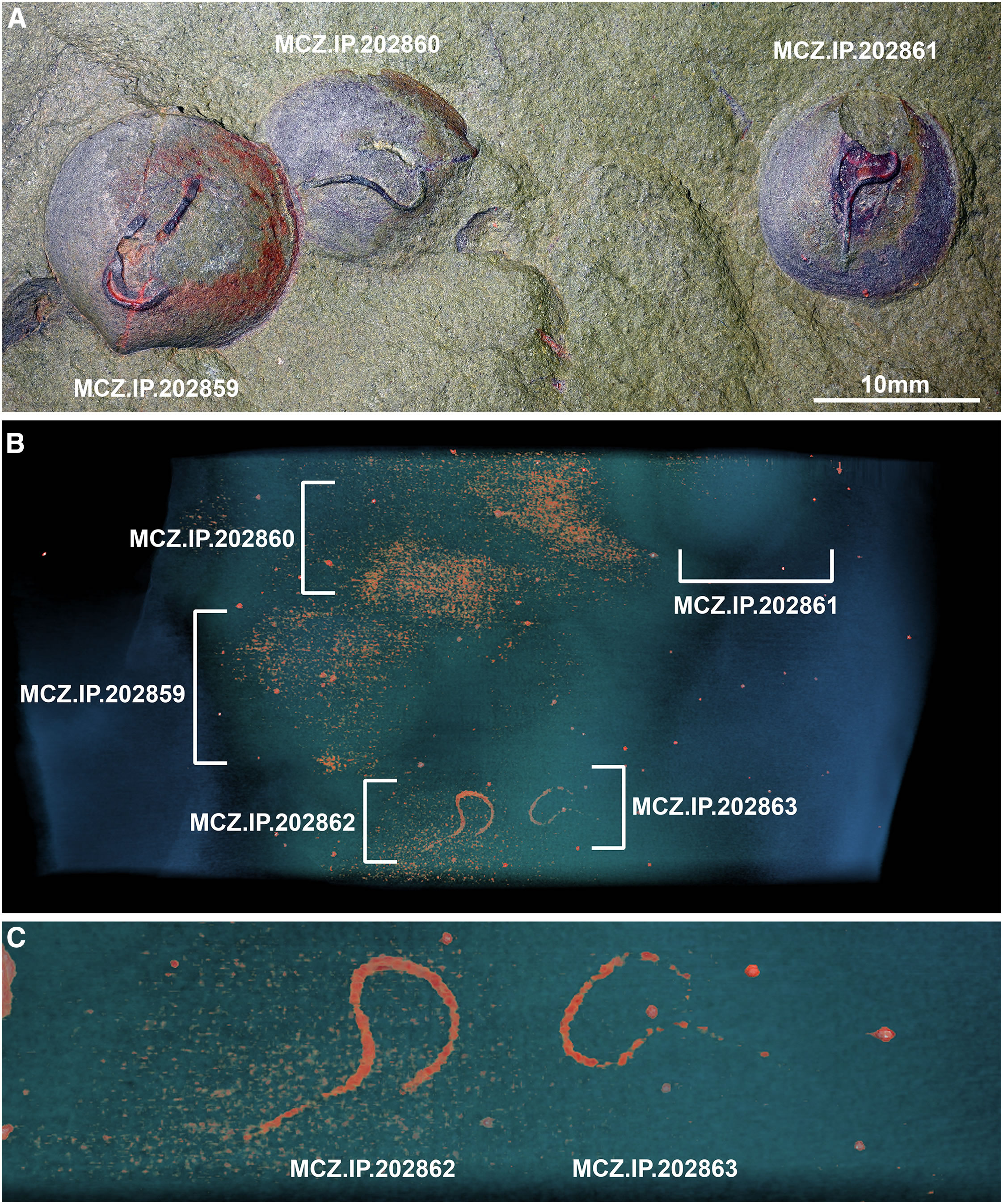4.8亿年前的寄生虫仍然困扰着今天的贝类