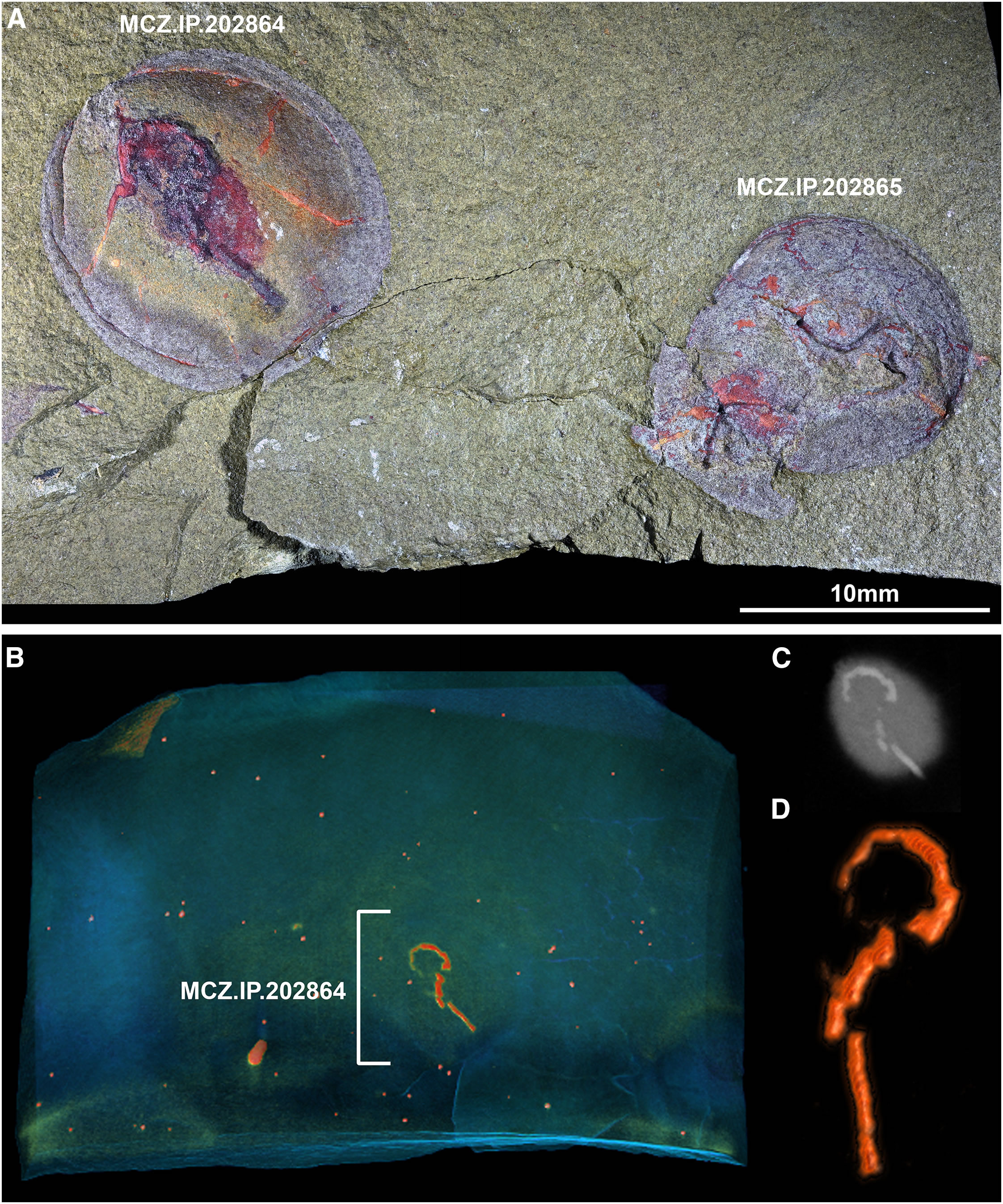 4.8亿年前的寄生虫仍然困扰着今天的贝类