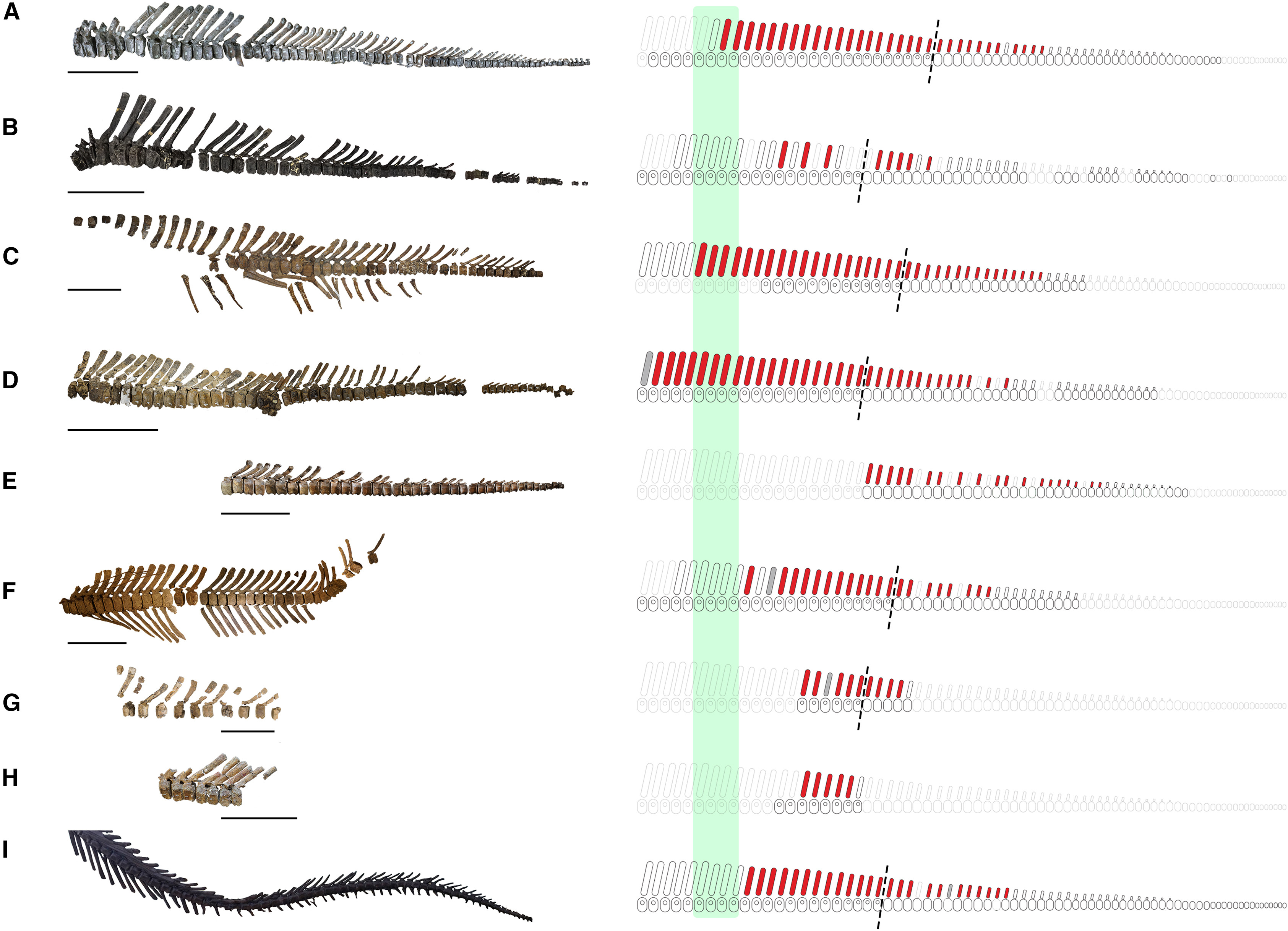 交配损伤或许能给我们一种识别恐龙性别的新方法