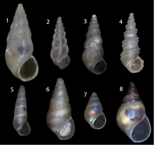 云南抚仙湖发现盖螺科1新属8新种