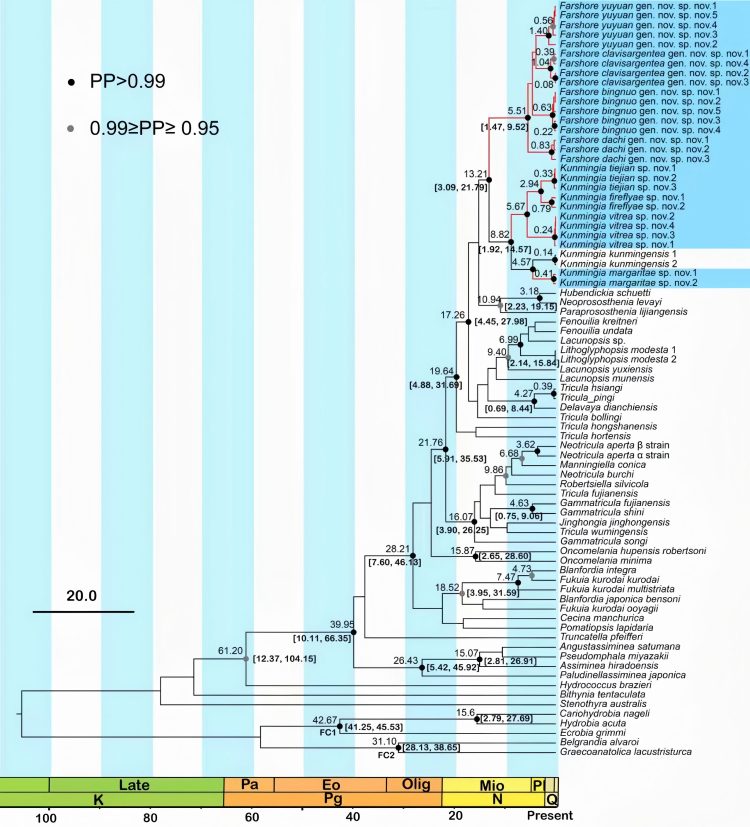 云南抚仙湖发现盖螺科1新属8新种