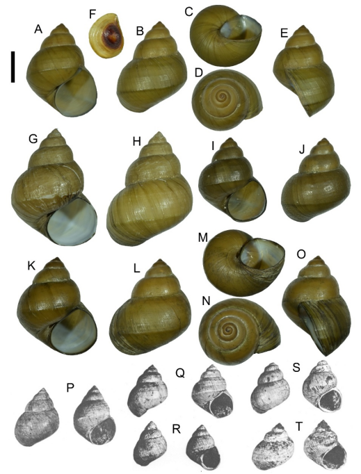 广西桂林田螺科1新属及灭绝物种的再发现