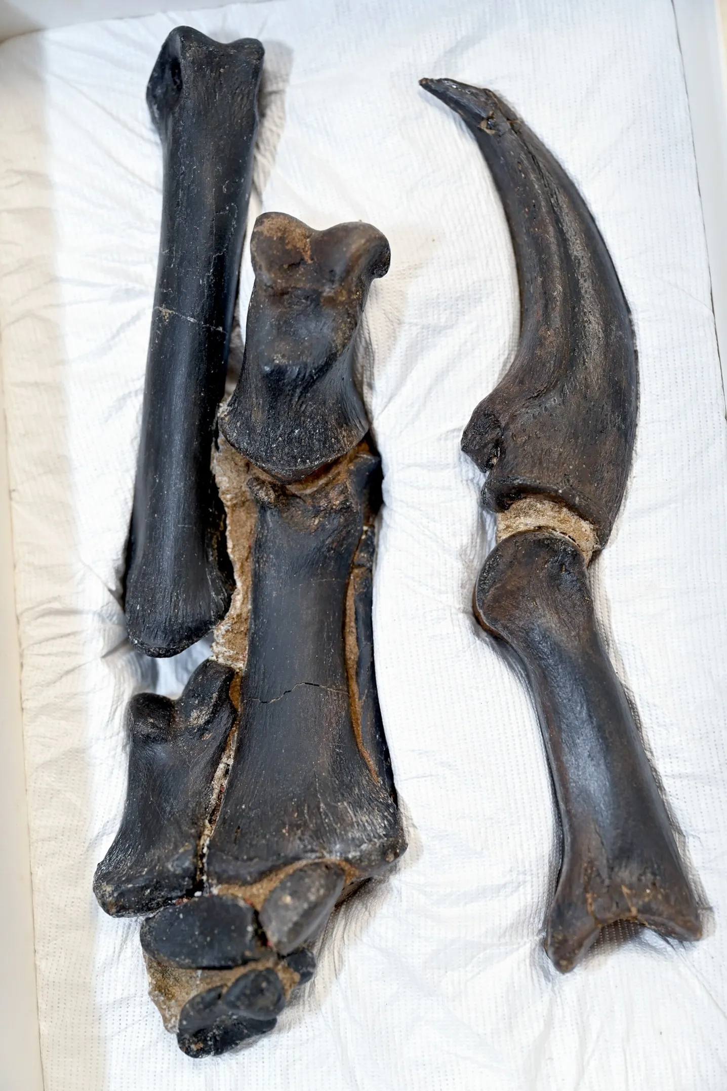 新证据揭晓:“矮暴龙”并非年幼霸王龙?