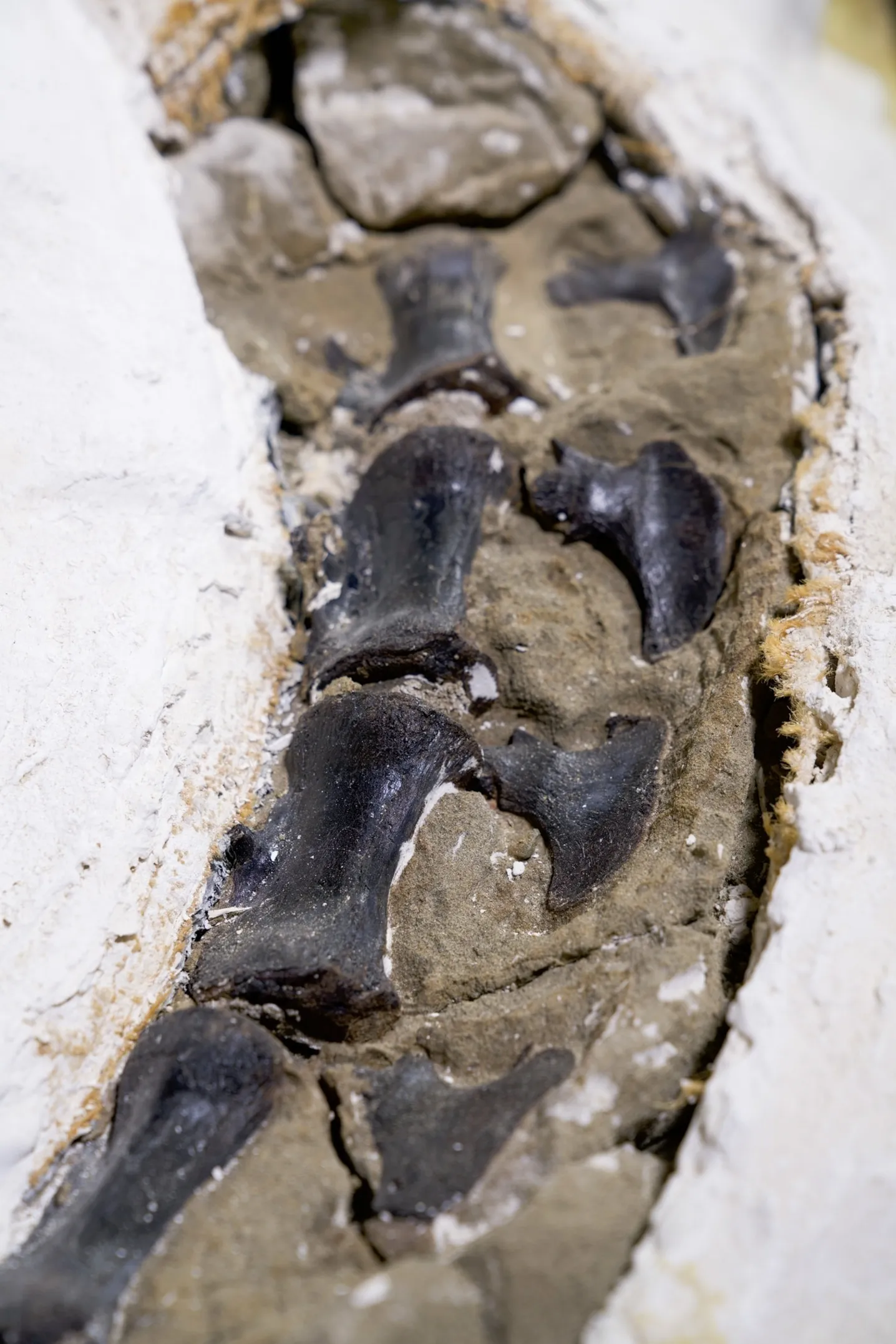 新证据揭晓:“矮暴龙”并非年幼霸王龙?