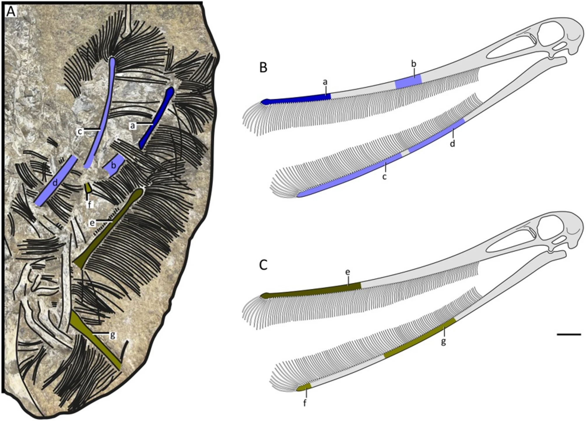 在以前被忽视的恐龙回流标本中发现新的翼龙物种