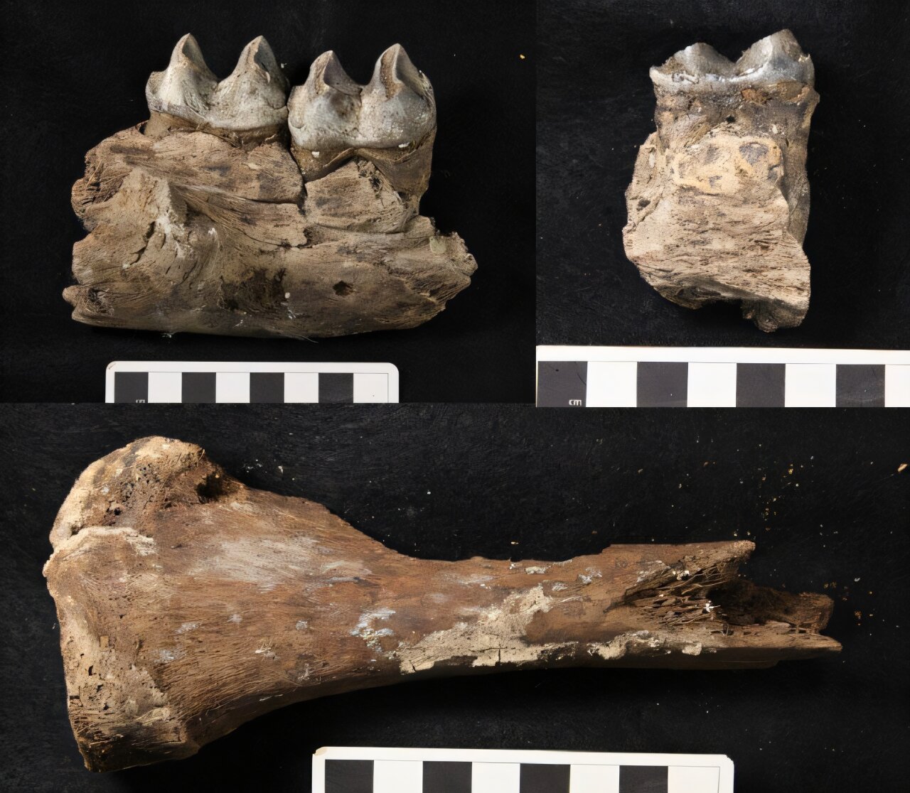 ��ѧ�ҷ��ֿ����ǿ��µı���ʱ����ʳ�ߵĽ���