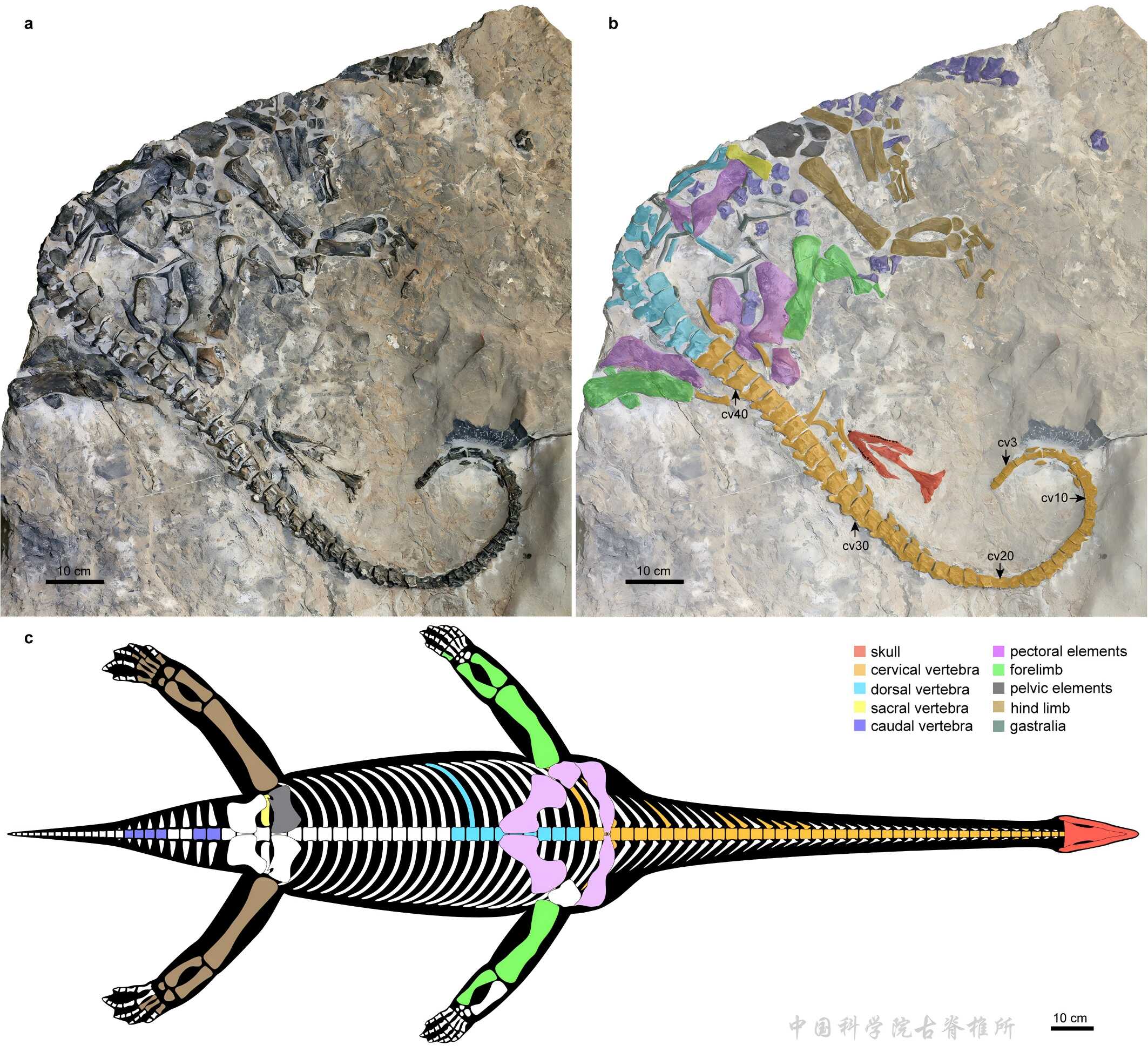 ��ʤ������������ӵ�г���������������