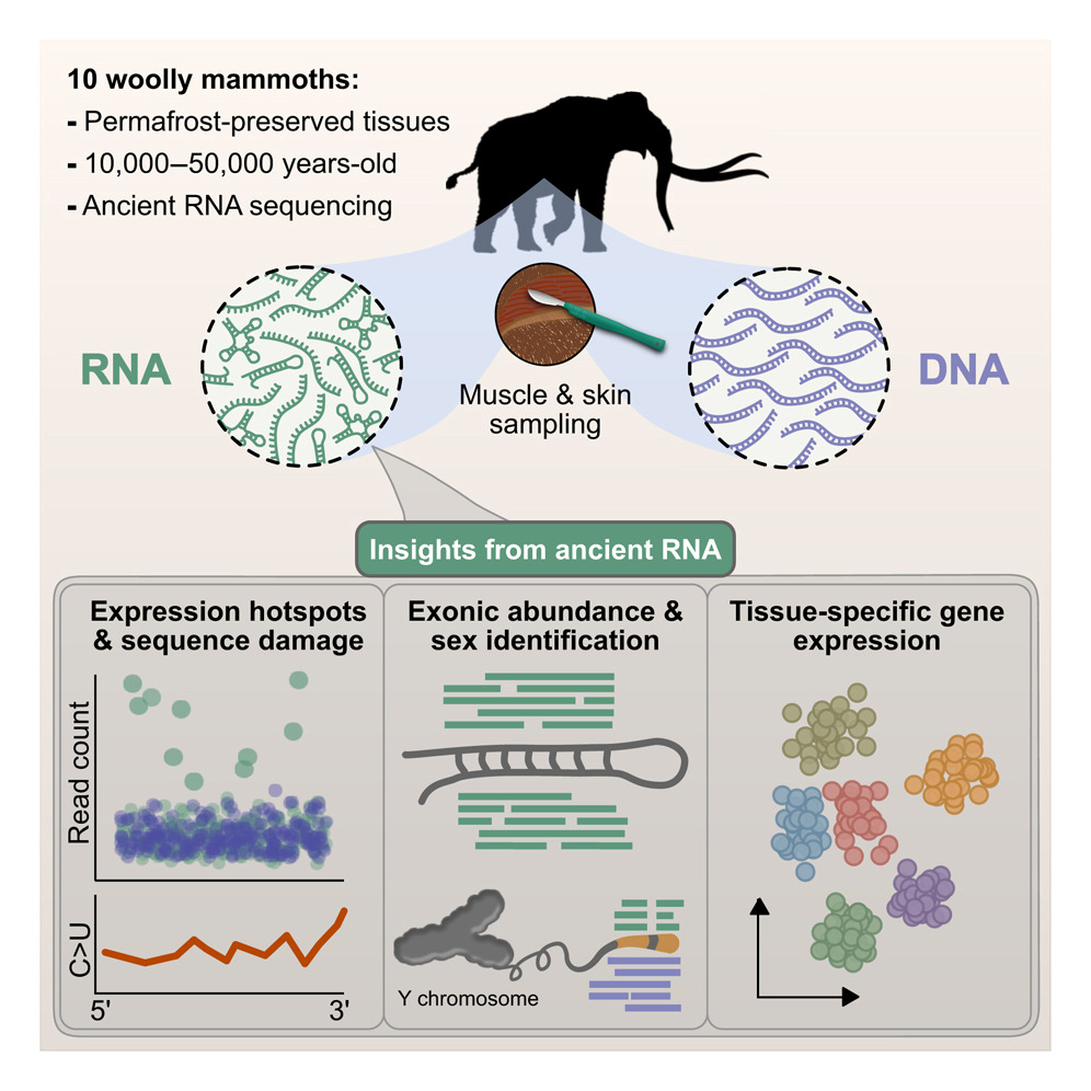 科学家发现迄今最古老RNA,封存在5万年前的猛犸象木乃伊中