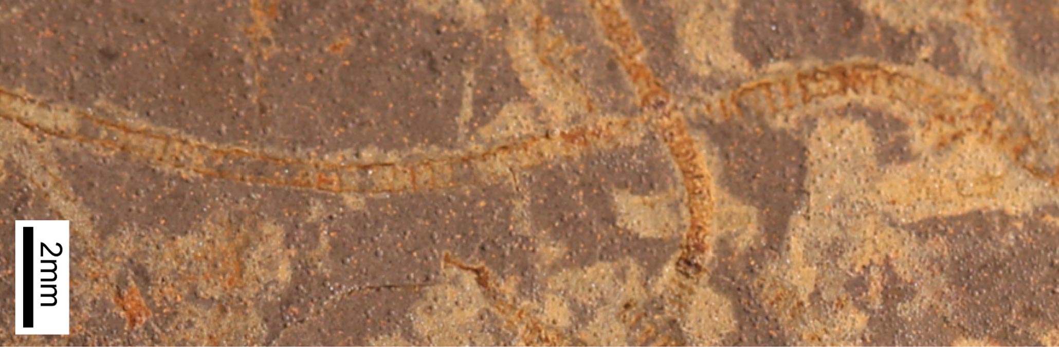 微弱的生物信号揭示了33亿年前地球上最早的生命