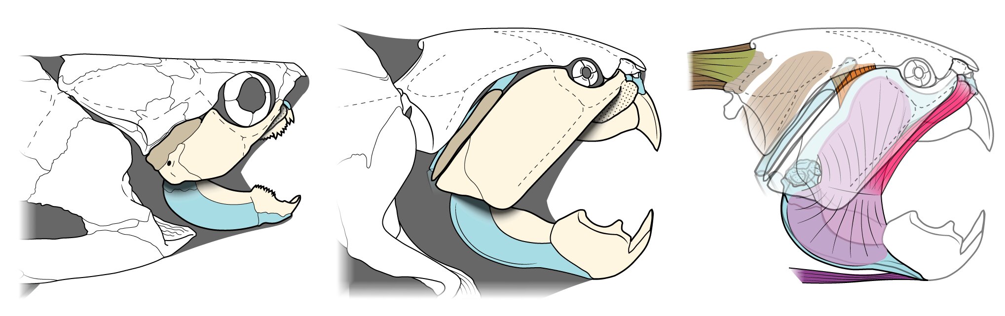 Dunkleosteus����������������������о���ʾʷǰ��ʳ�ߵľ�������