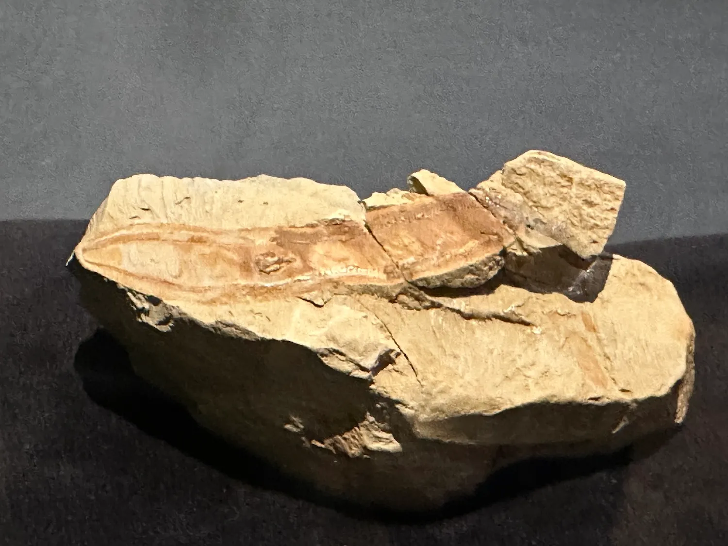 没有恐龙,就没有感恩节晚餐