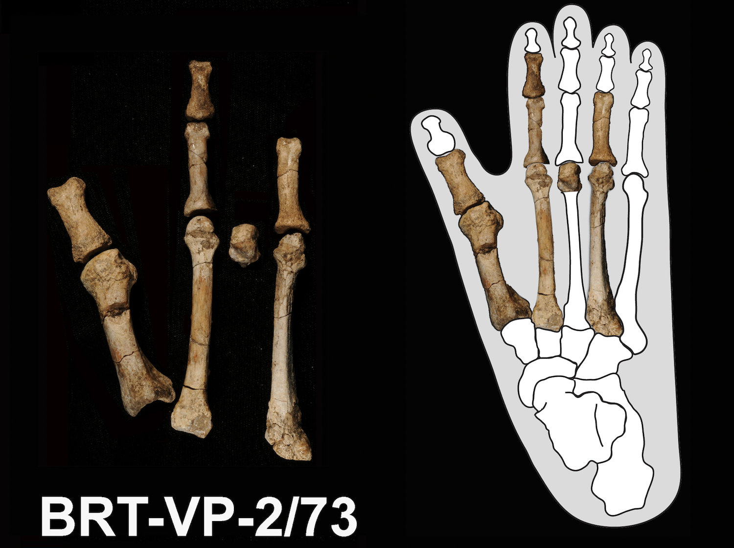 Australopithecus deyiremeda与露西等早期古人类和平共处