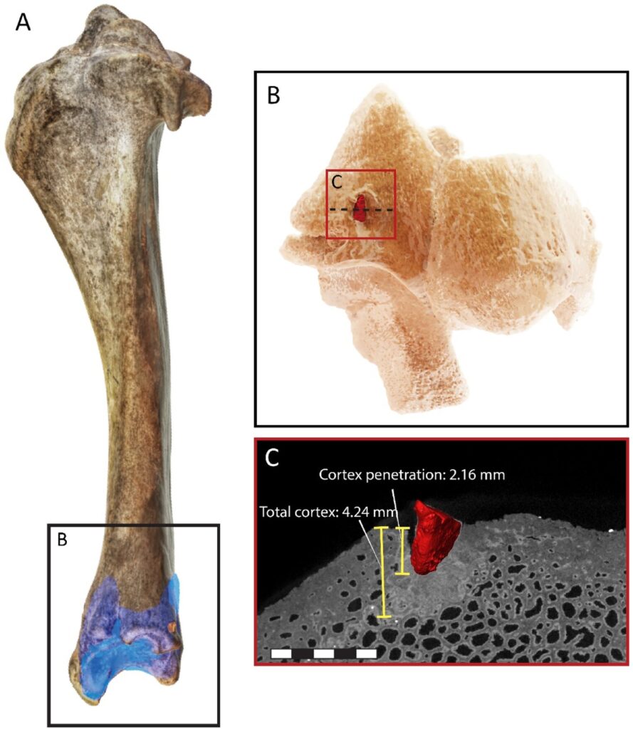 古代人类不成群狩猎——这或许能解释为什么我们的物种比他们活得更久