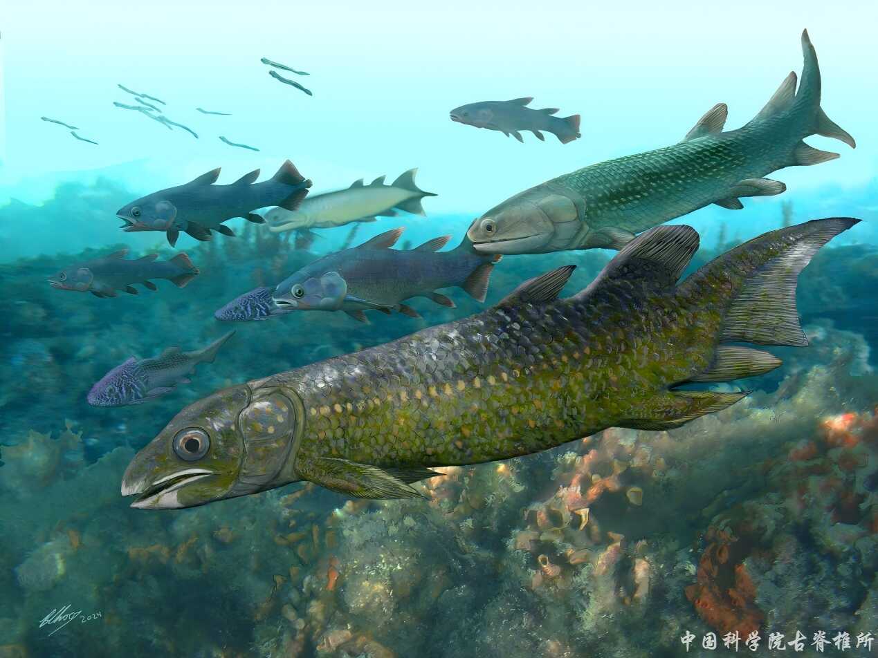 云南古嵴鱼:揭开早期肺鱼演化的关键密码