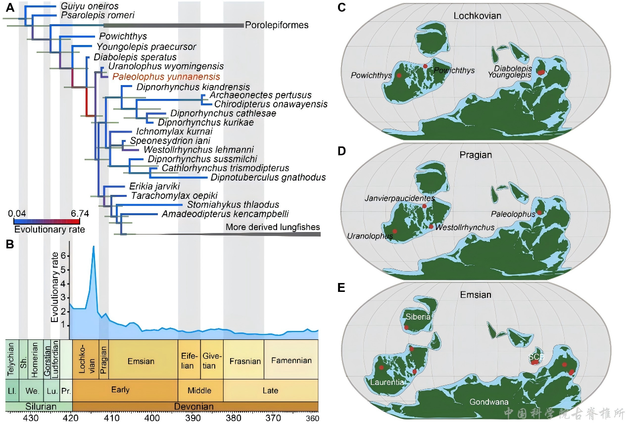 云南古嵴鱼:揭开早期肺鱼演化的关键密码