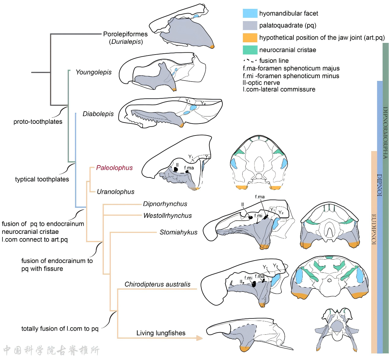 云南古嵴鱼:揭开早期肺鱼演化的关键密码