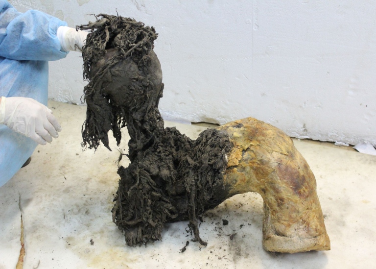 ����RNA��ʾ3.9����ǰ����������֮��