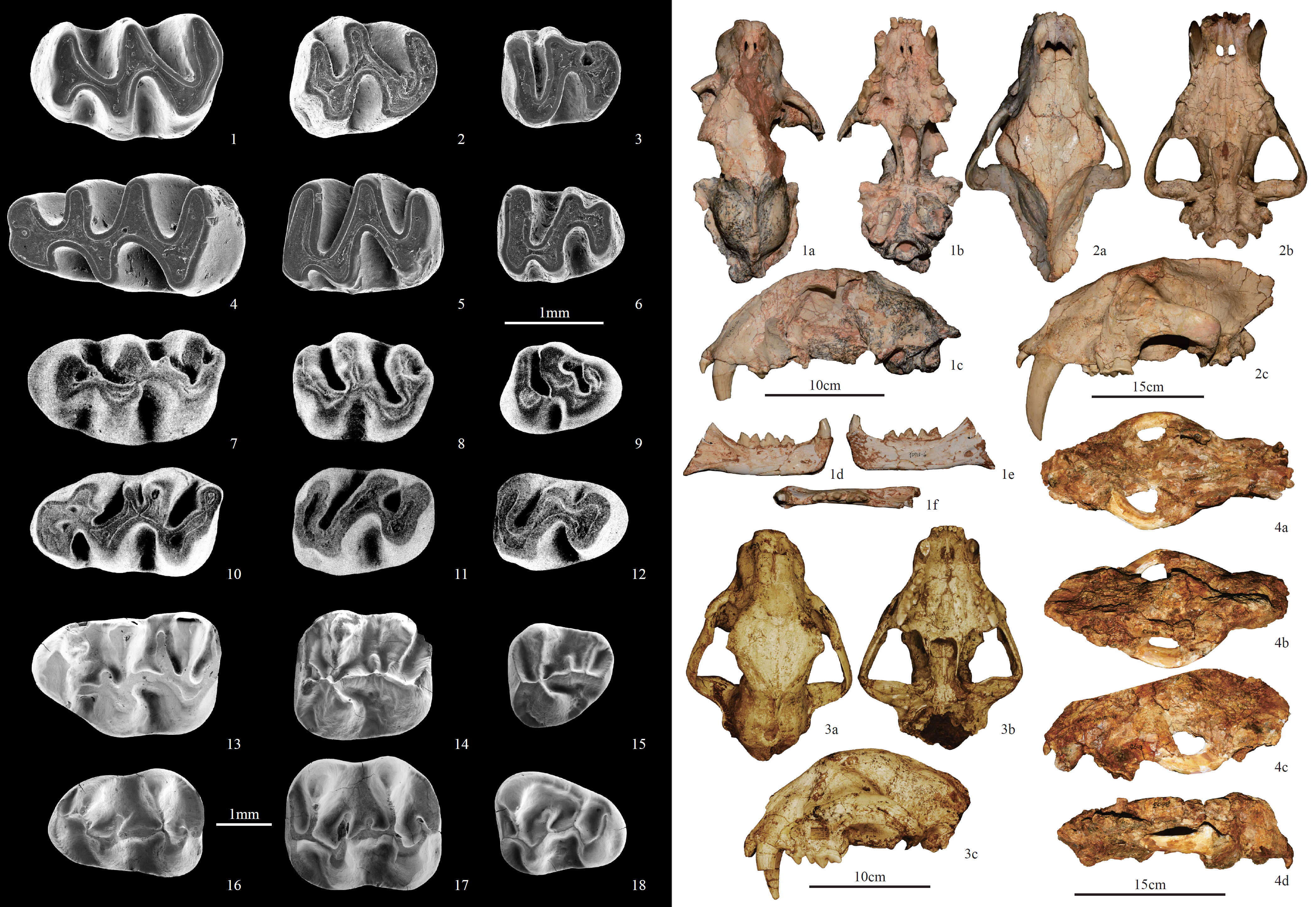 《中国新近纪地层及标志化石图集》出版