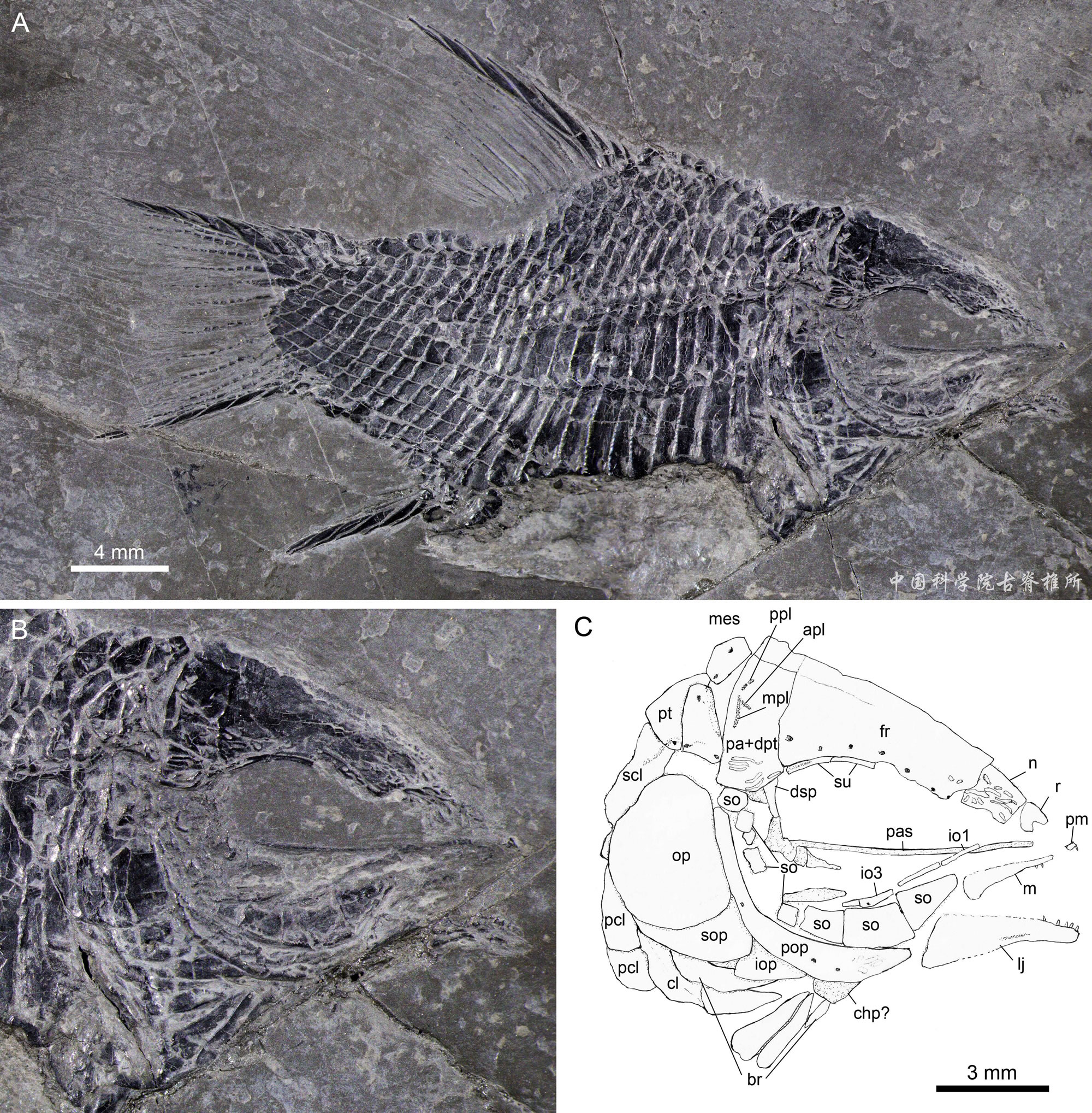 С���ݶ����㣺��ƽ�������Դʱ����ǰ�ƽ�2500����