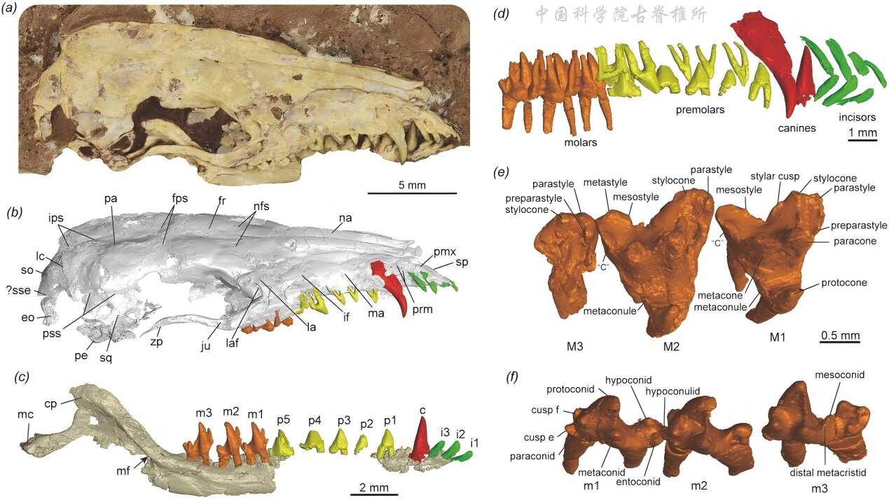 真兽-后兽演化分异模式