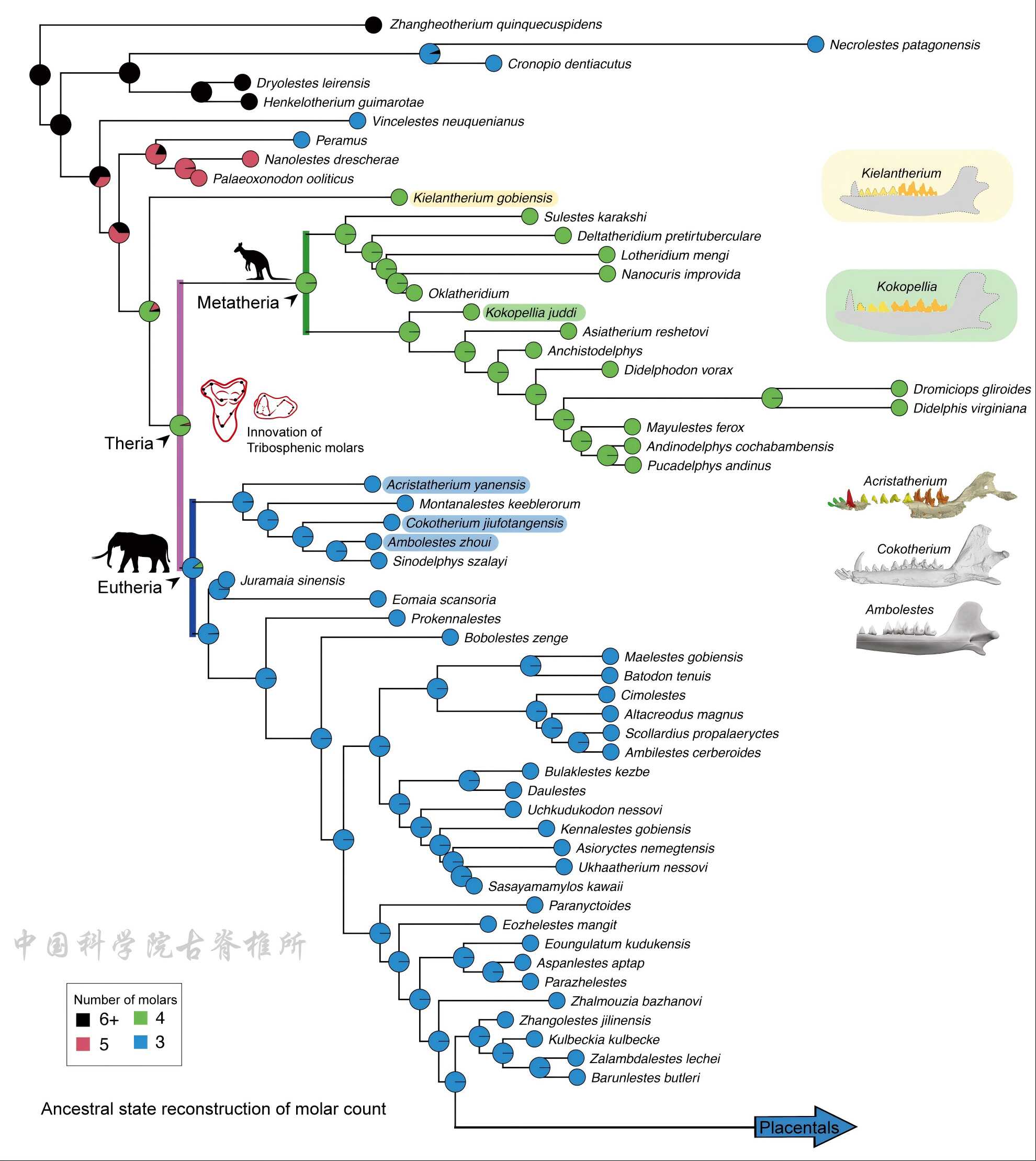 真兽-后兽演化分异模式