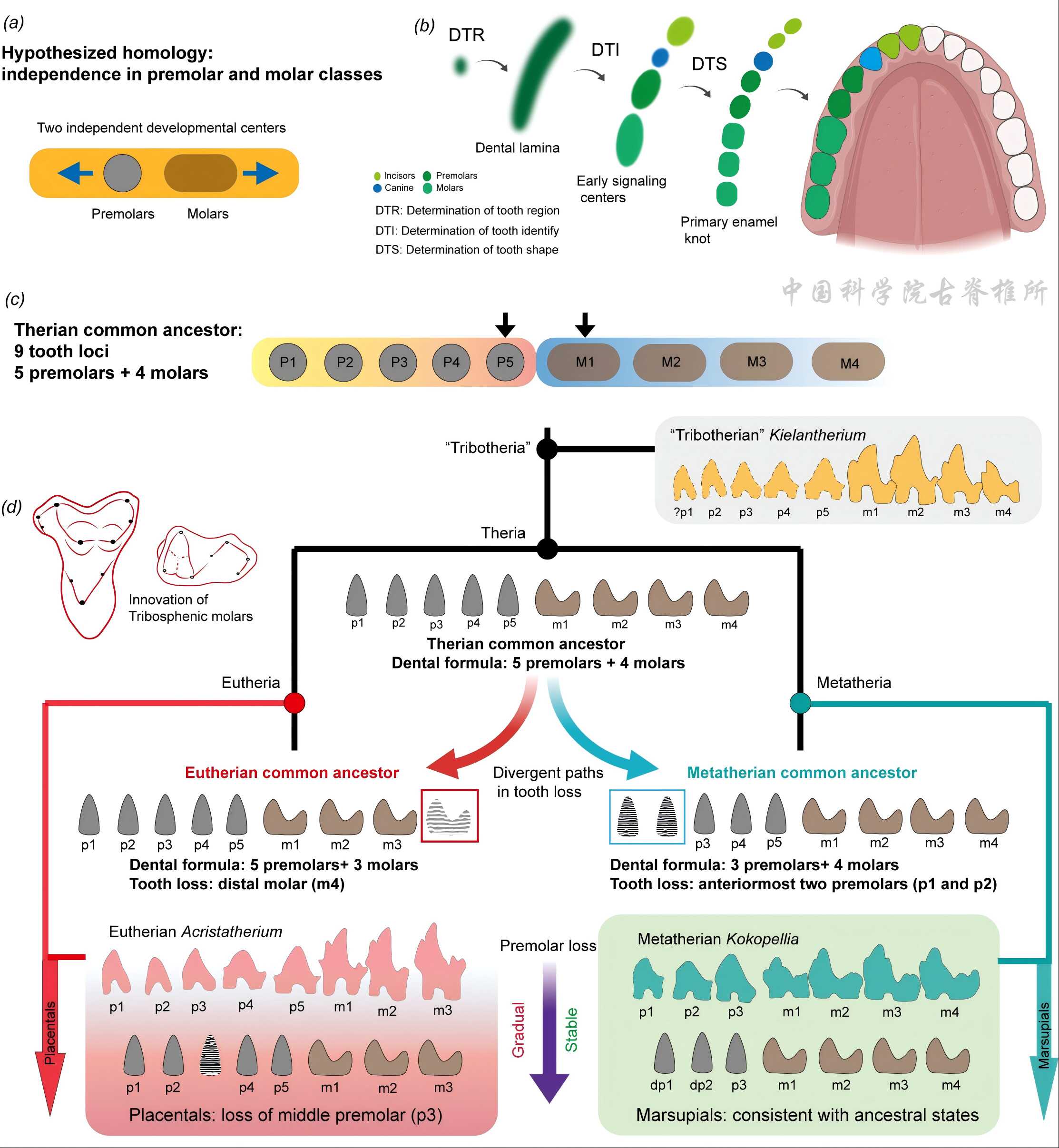 真兽-后兽演化分异模式