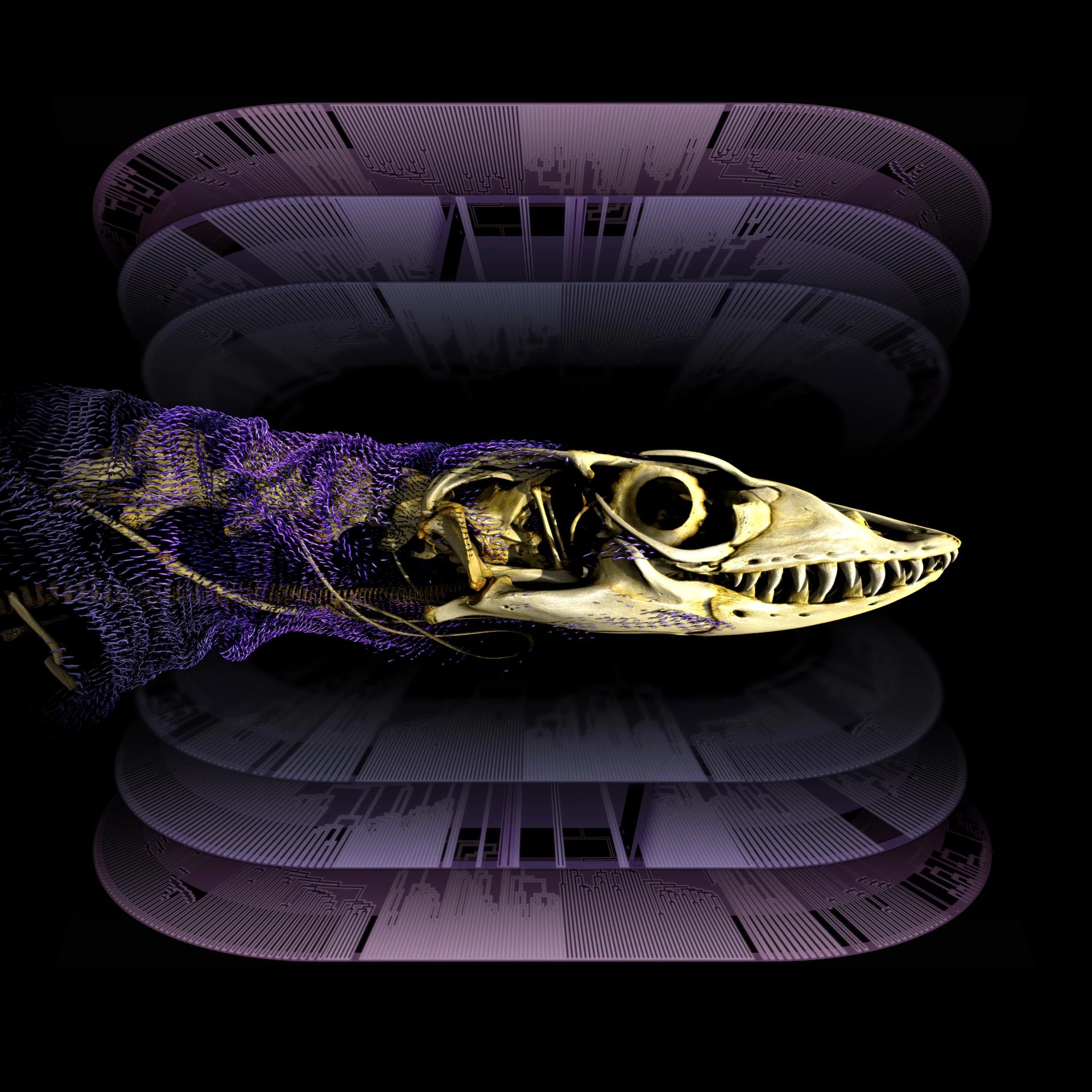 �о��������桰���족Ƥ�¹Ǽ� ��ζ��������߸������˵ ​