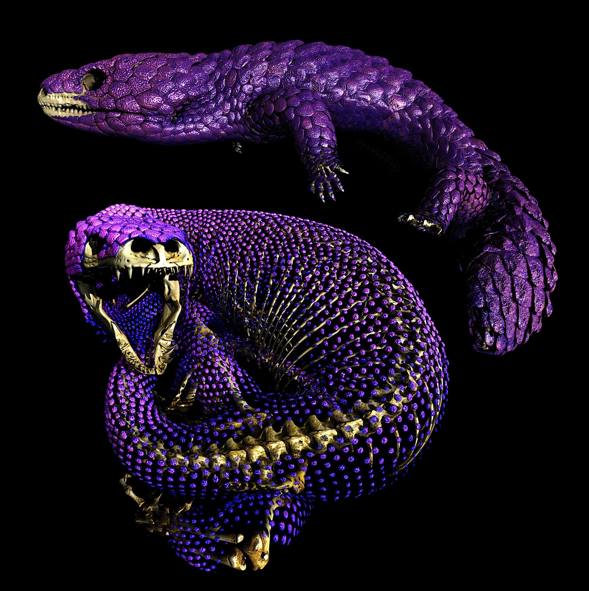 �о��������桰���족Ƥ�¹Ǽ� ��ζ��������߸������˵ ​