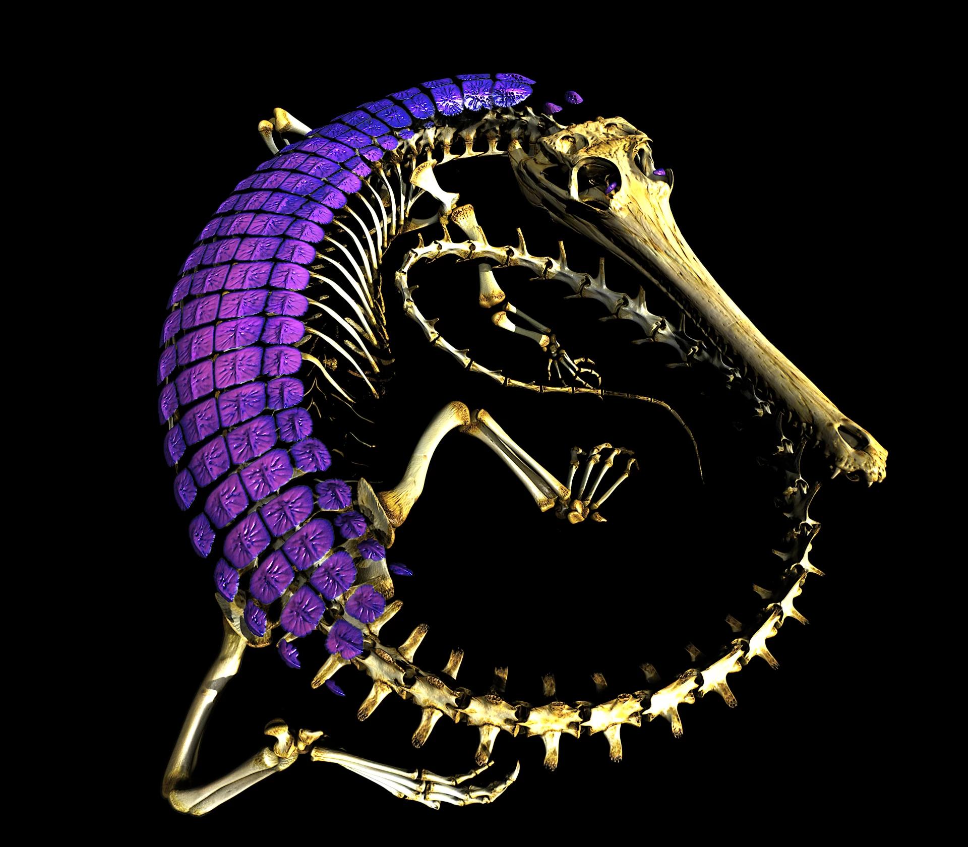 �о��������桰���족Ƥ�¹Ǽ� ��ζ��������߸������˵ ​