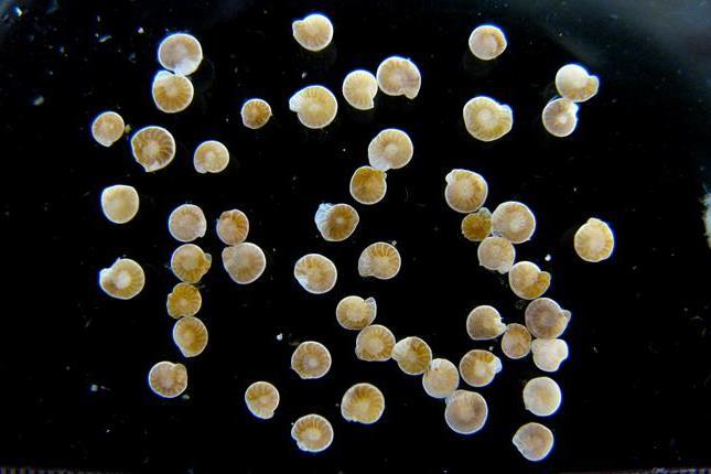 ��ѧ�ҽ⿪��6600����ǰ��������ʱ����ν���������