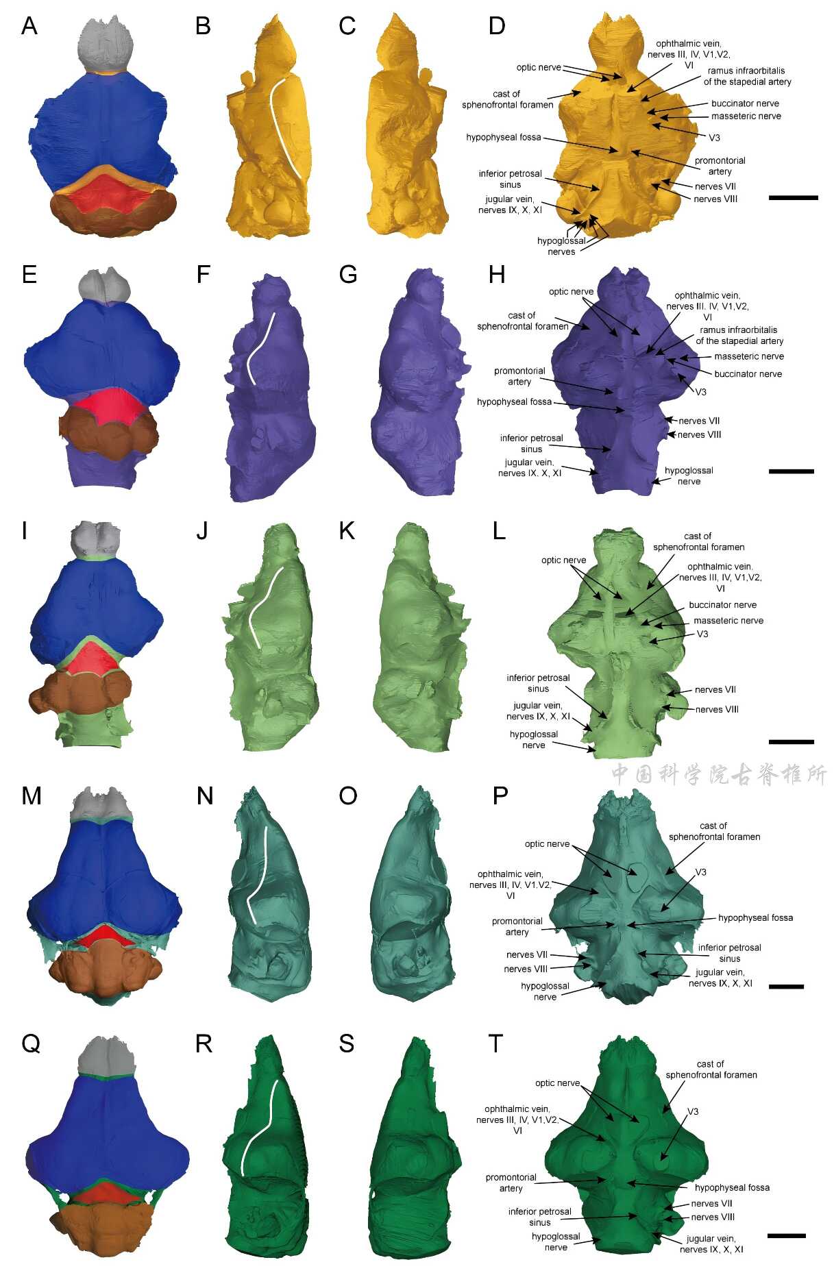 ��ֺ�󳬿�­��ģ�������ݻ��о��½�չ