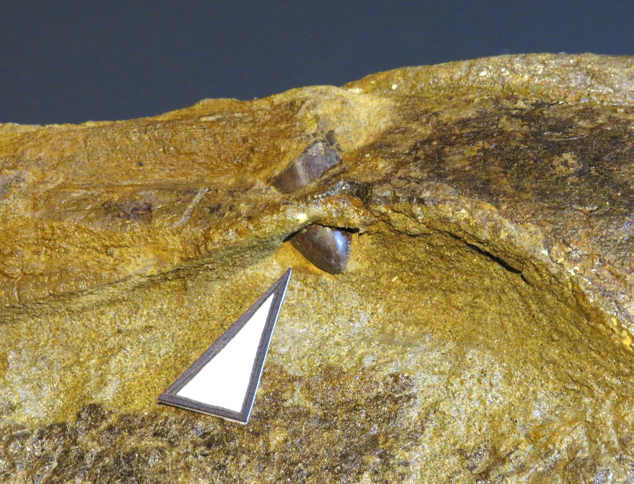 һ��Ƕ�ڿ���ͷ���еİ��������ݽ�����һ�������Ĺ���