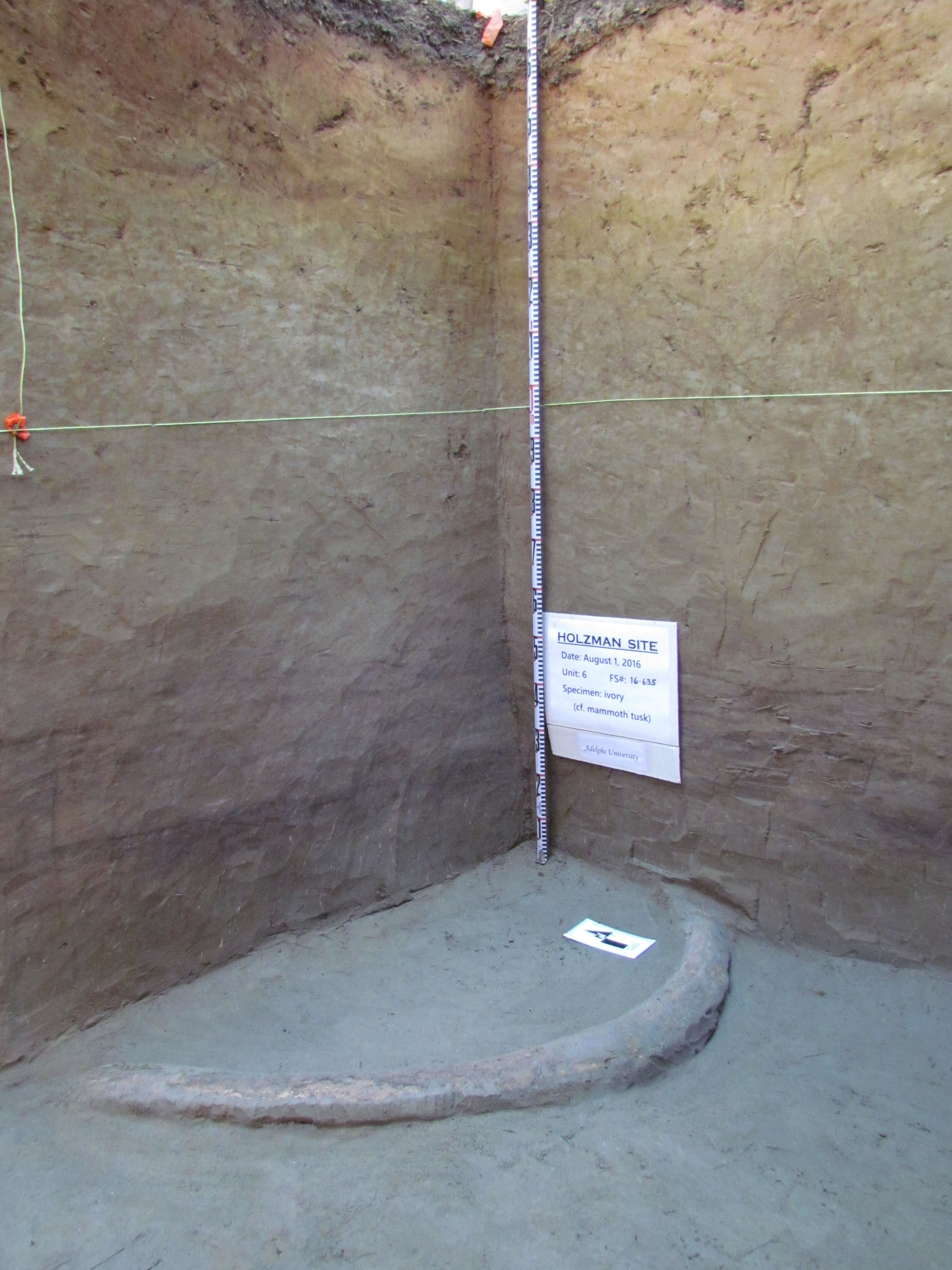 在阿拉斯加发现的14,000年前象牙工具暗示了克洛维斯祖先最初抵达新大陆的经过