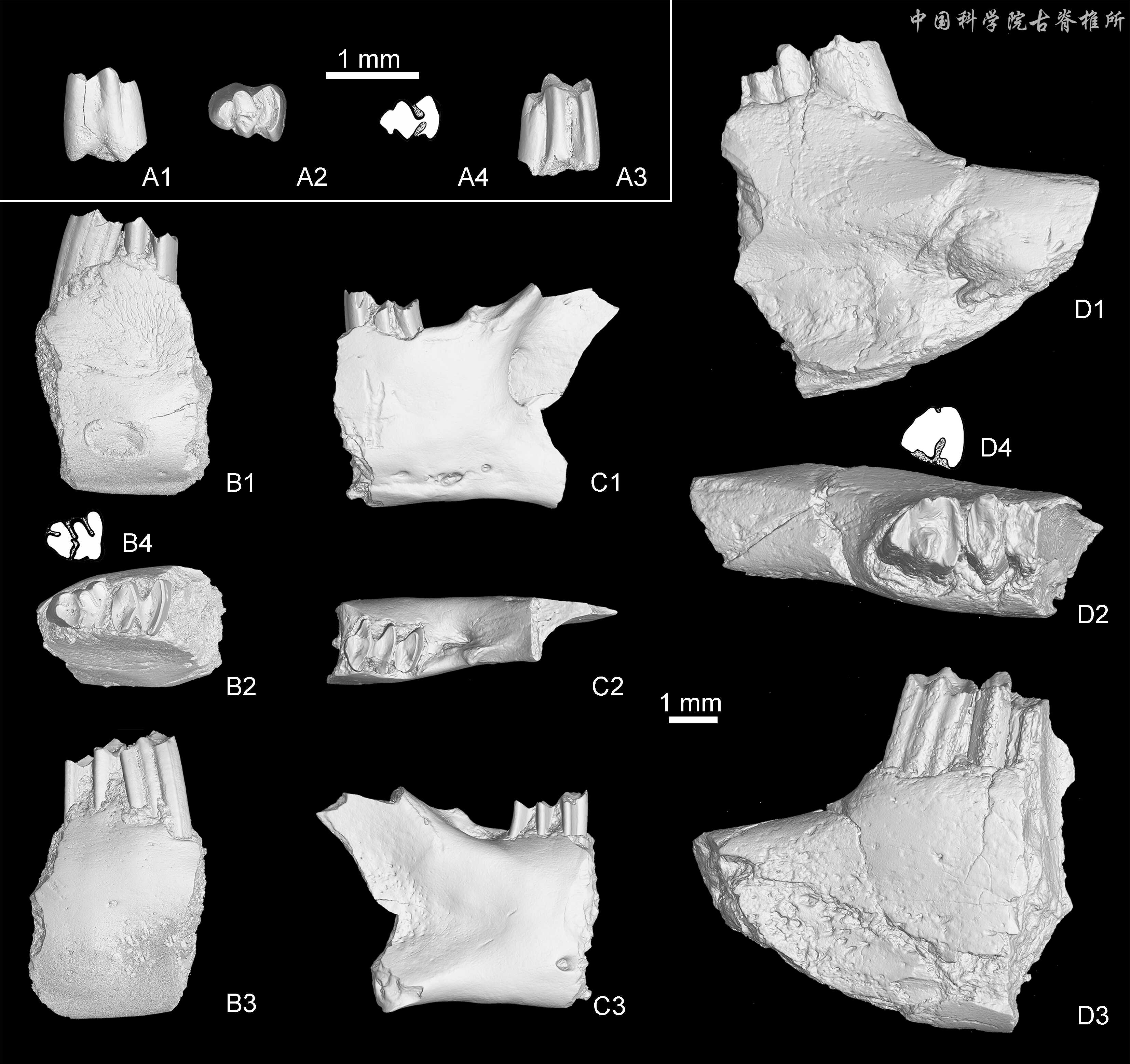 滇西北香格里拉叶卡早更新世哺乳动物化石研究揭秘其古环境与生物地理格局