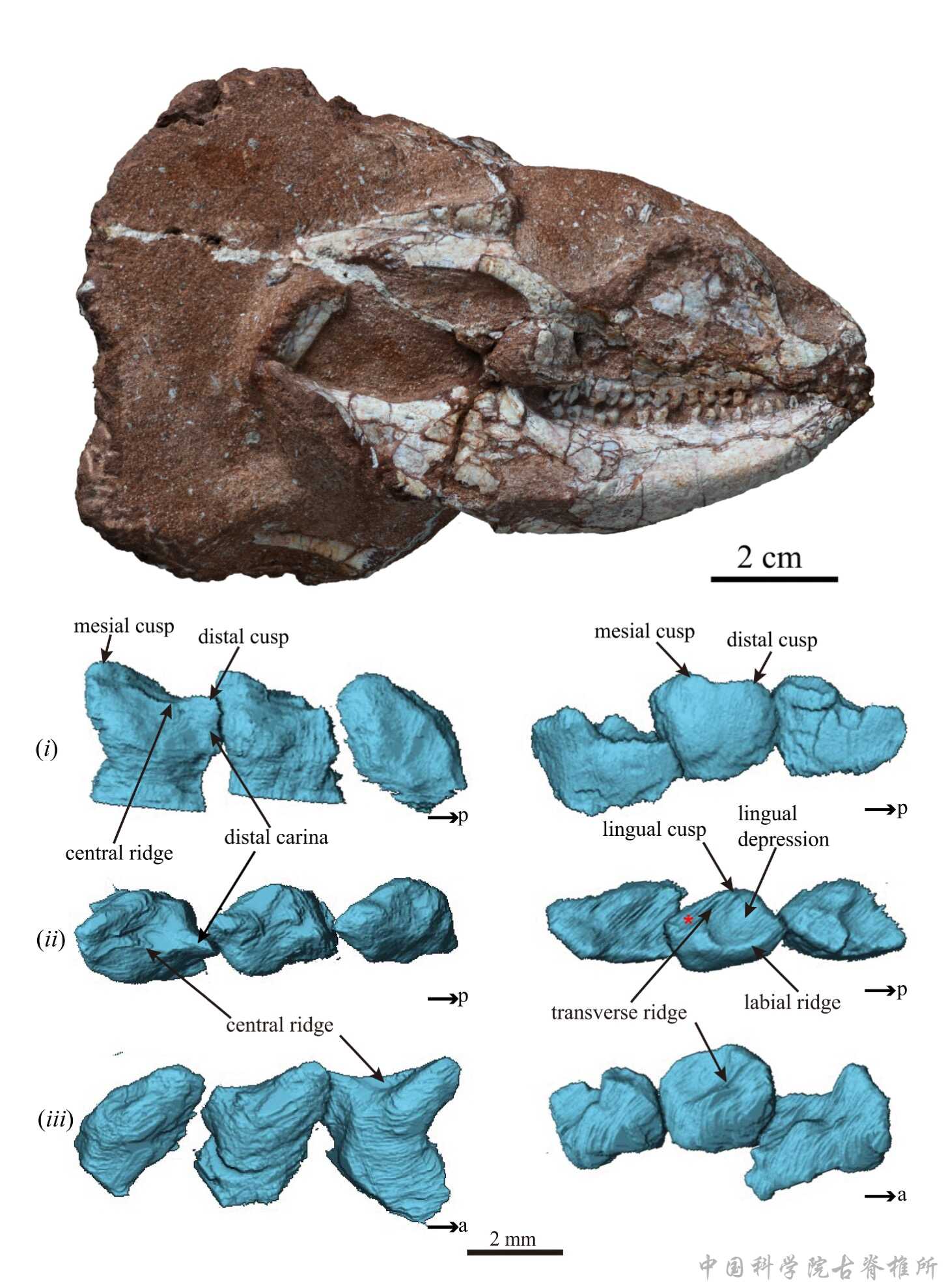 赣州一多凿齿蜥类新属种揭示该类群演化复杂性