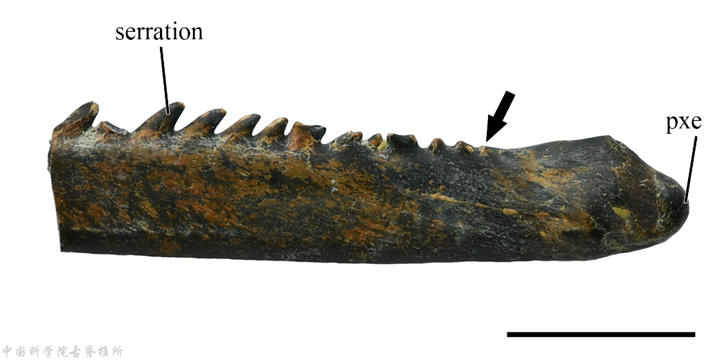 古鱼新知:羌塘高原新近纪之初鱼类多样性高于现代