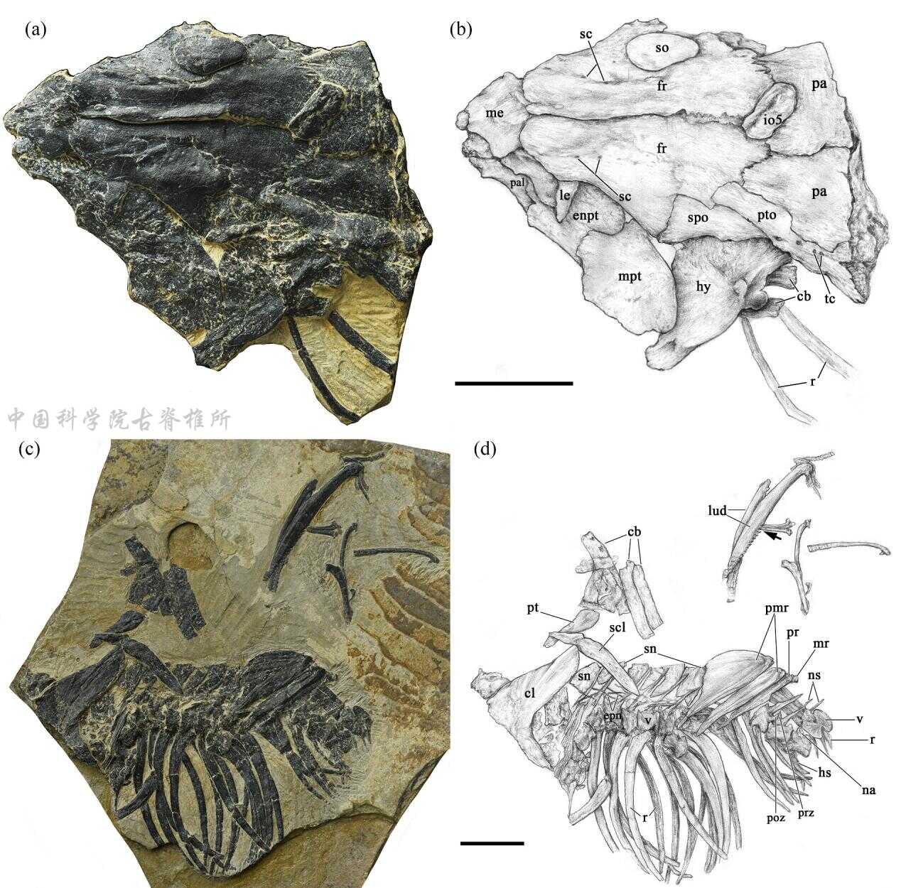 古鱼新知:羌塘高原新近纪之初鱼类多样性高于现代