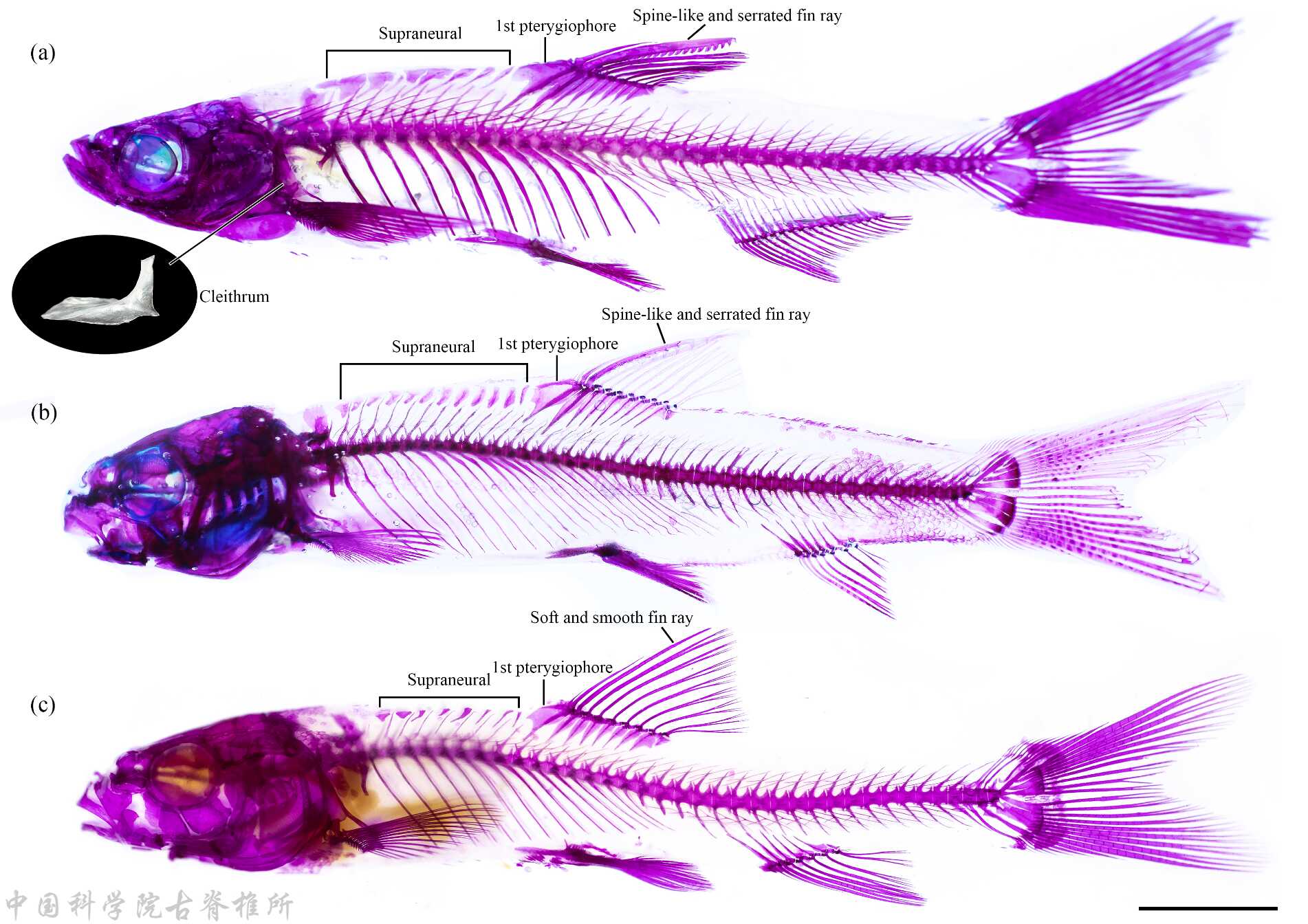 古鱼新知:羌塘高原新近纪之初鱼类多样性高于现代