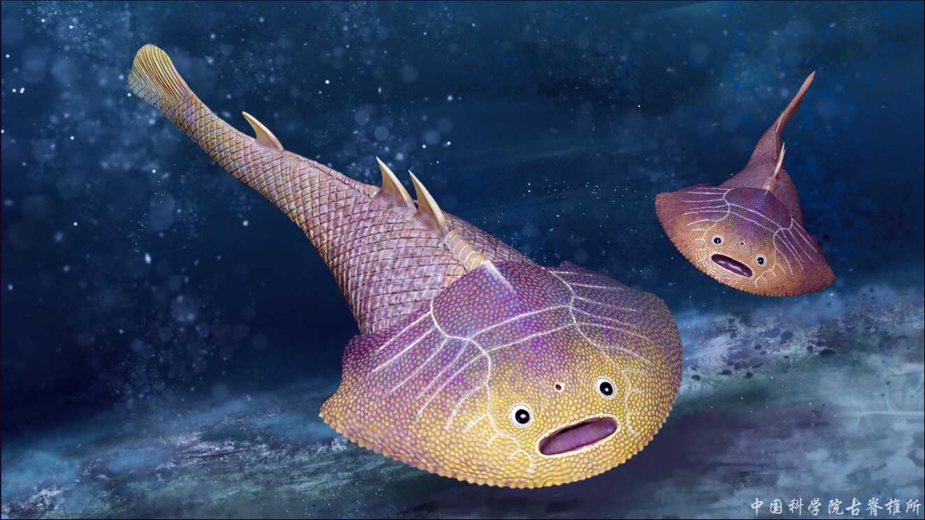 ���������㣺����Ѫ����ʯΪ4.38����ǰ�Ĺŵ�������������֤