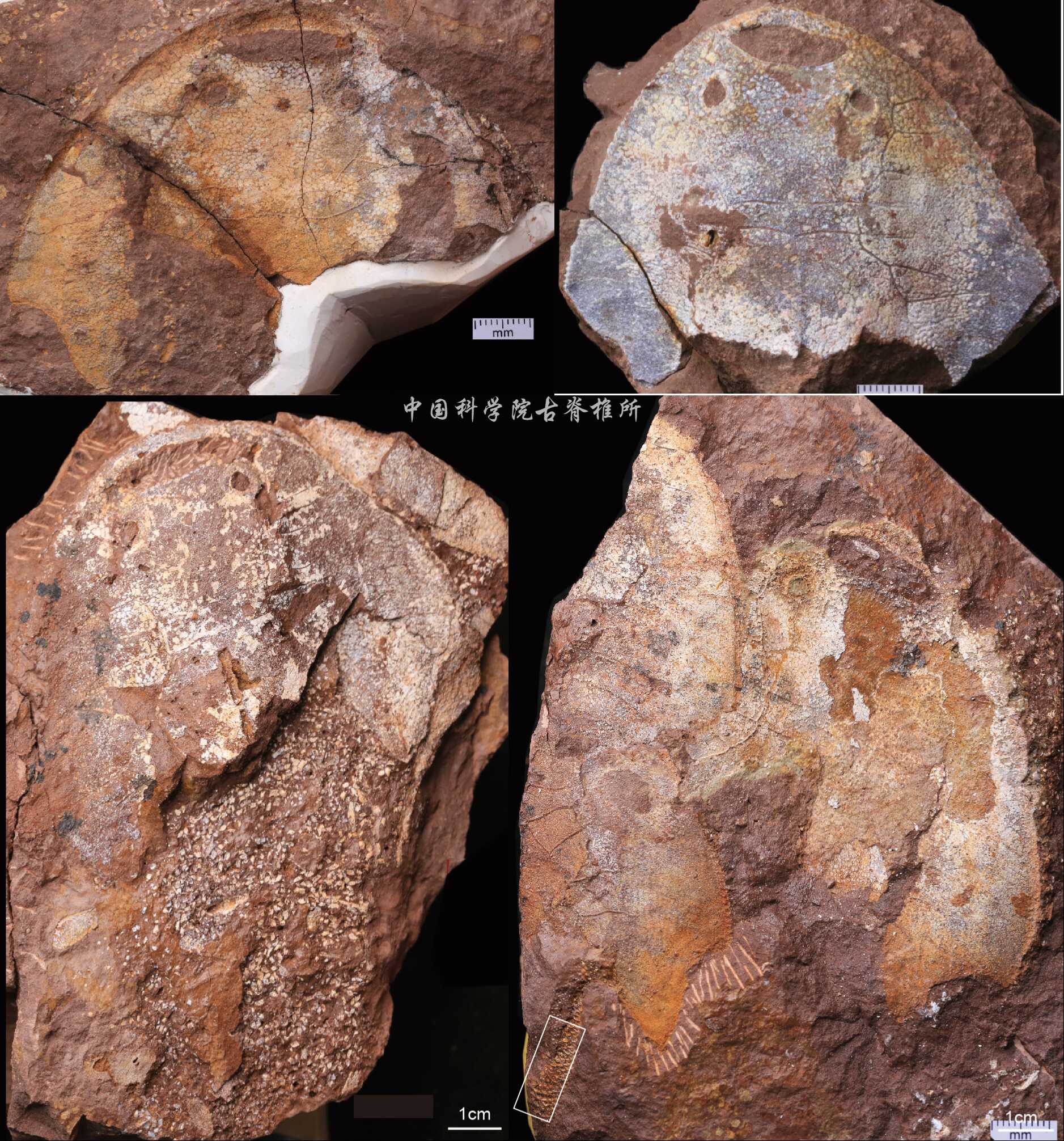 ���������㣺����Ѫ����ʯΪ4.38����ǰ�Ĺŵ�������������֤