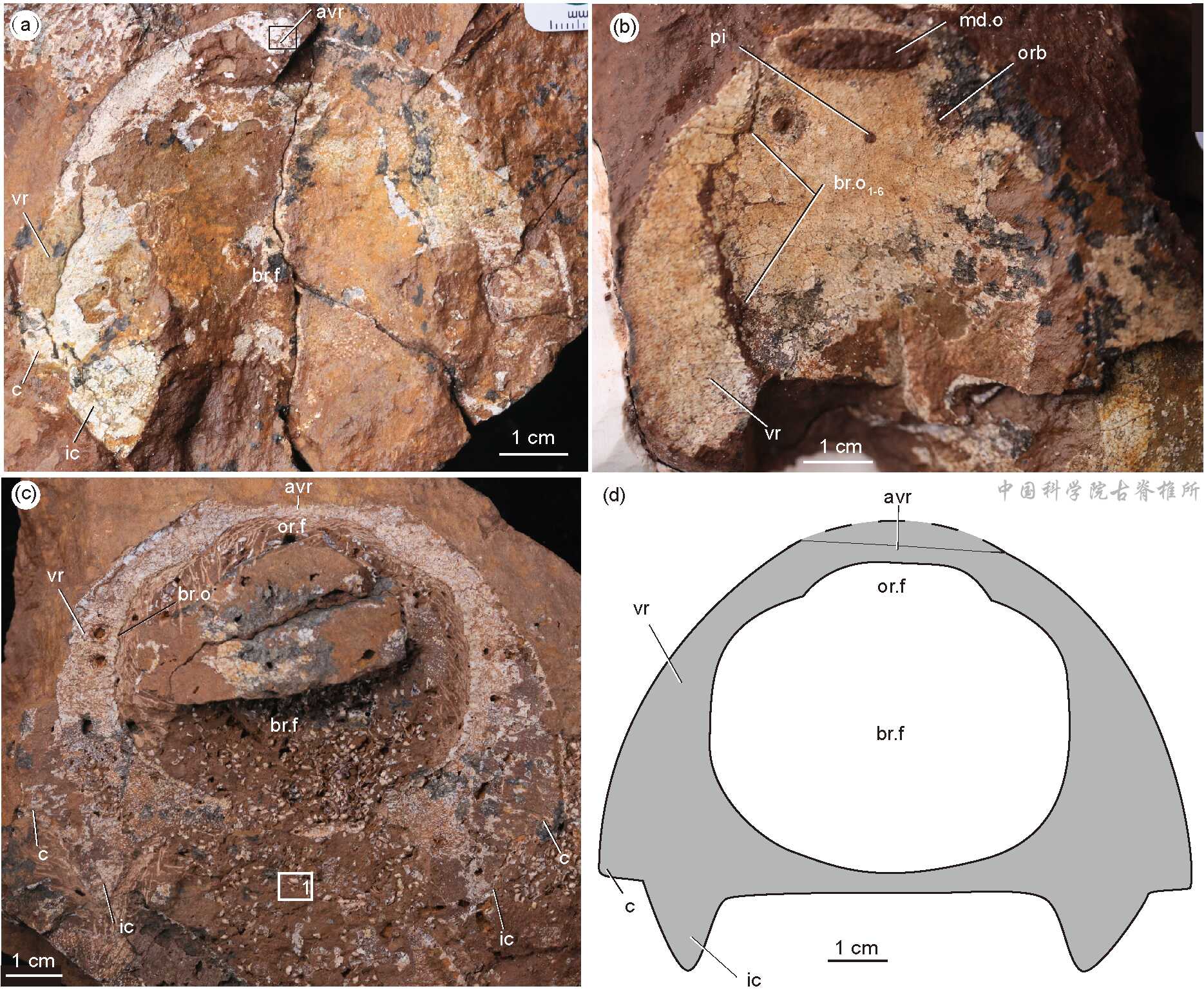 ���������㣺����Ѫ����ʯΪ4.38����ǰ�Ĺŵ�������������֤