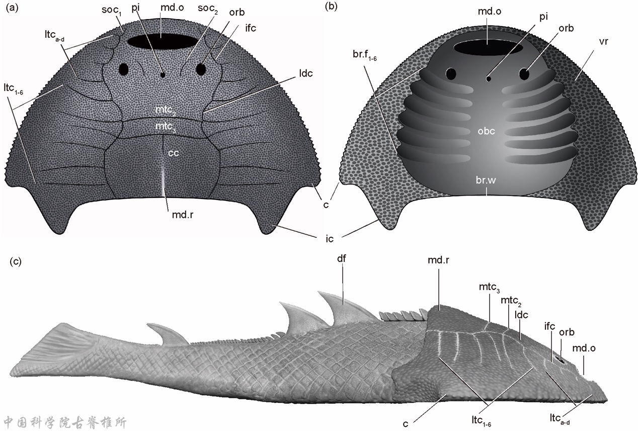 ���������㣺����Ѫ����ʯΪ4.38����ǰ�Ĺŵ�������������֤