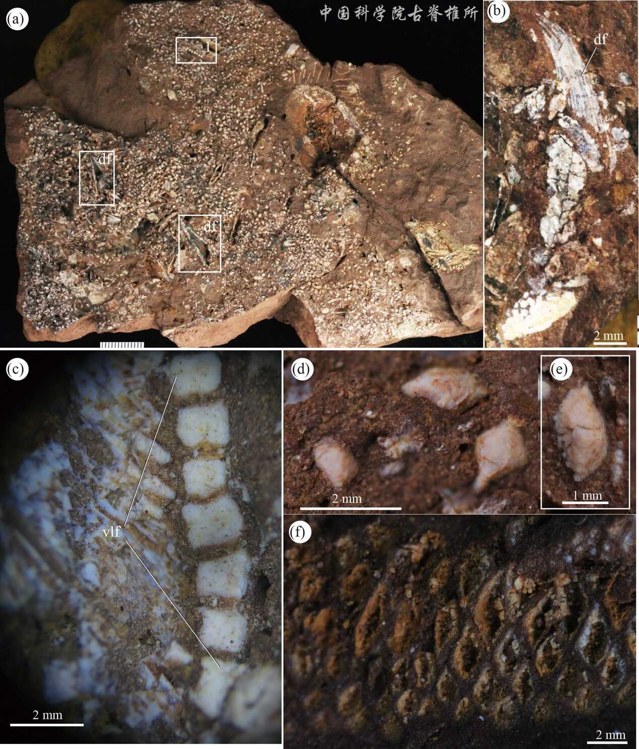 ���������㣺����Ѫ����ʯΪ4.38����ǰ�Ĺŵ�������������֤