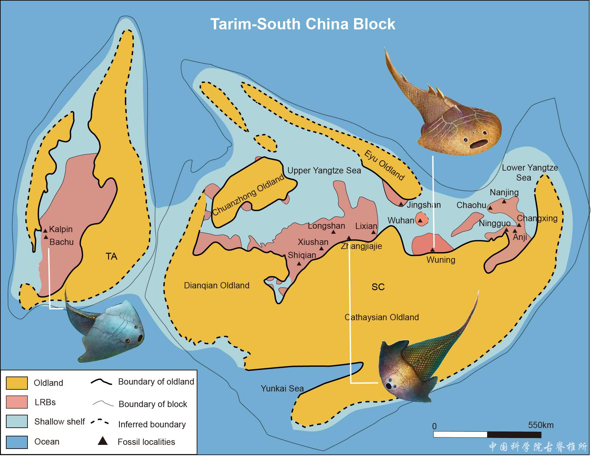 ���������㣺����Ѫ����ʯΪ4.38����ǰ�Ĺŵ�������������֤