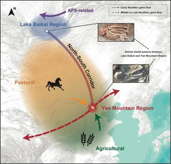 ��DNA��ʾ���ӱ��Ӷ������й�����ʷǰ������Ǩ���ȵ�