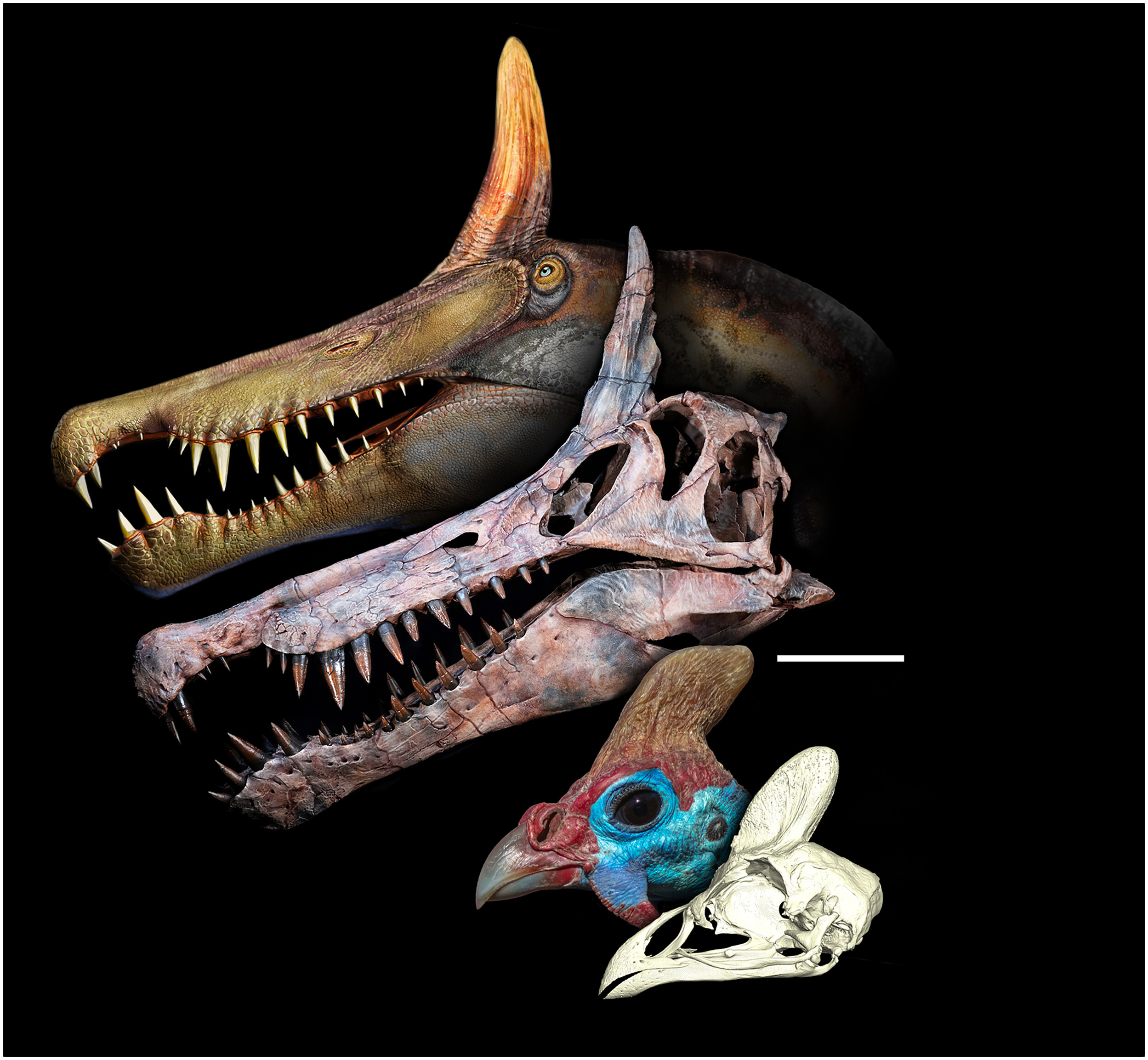 有冠饰的棘龙属于水生恐龙,但其生活地距离特提斯海有1000公里之遥